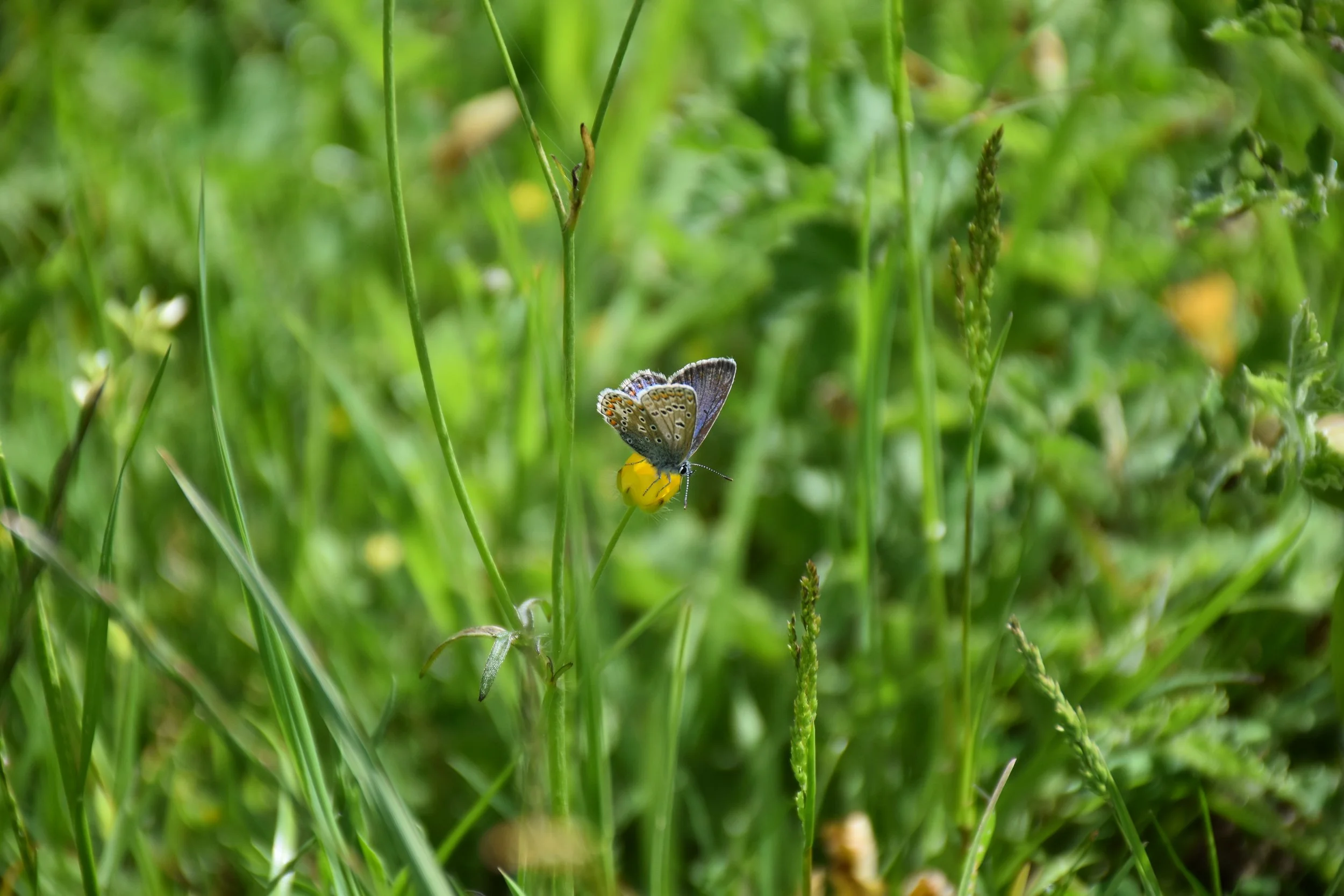 General 1 — The Friends of Old Sneed Park Nature Reserve