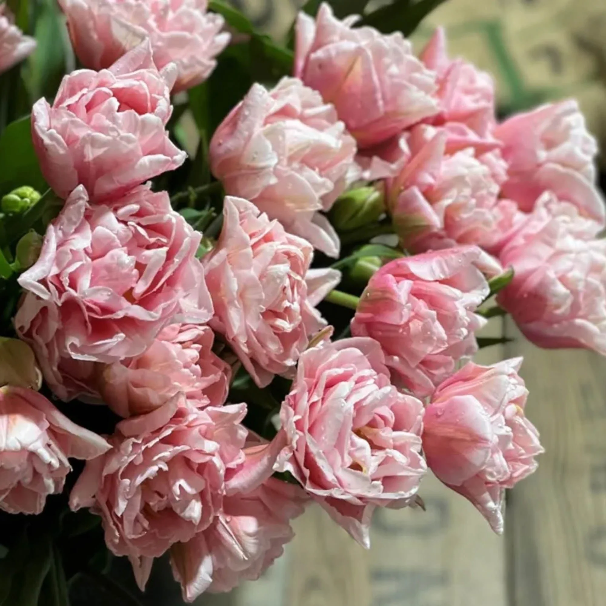 Tulip 'Dreamer' (10 Bulbs)