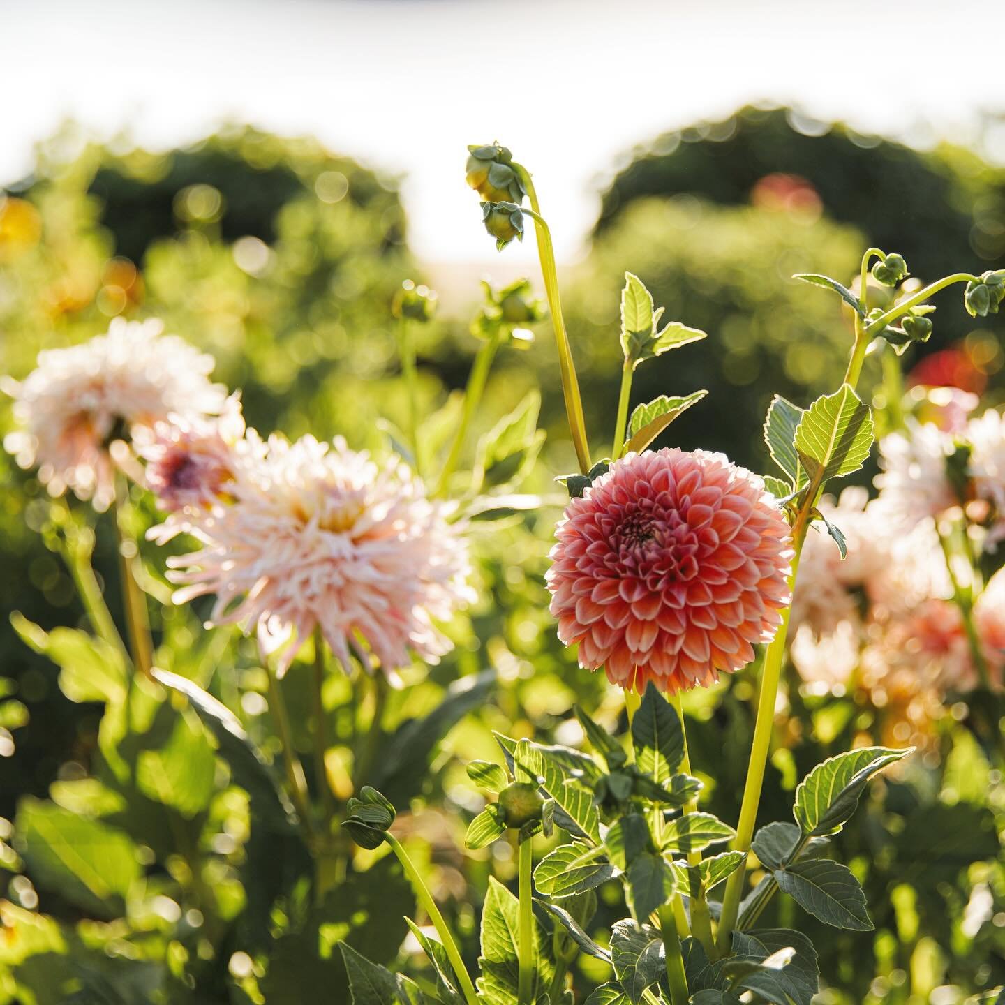 Every year, we add more and more dahlias. And it still feels like we never have enough. Over 300 dahlias left the farm this week to homes, weddings and events. We love the thought of our dahlias being in so many places bringing joy. 

Dahlias are not