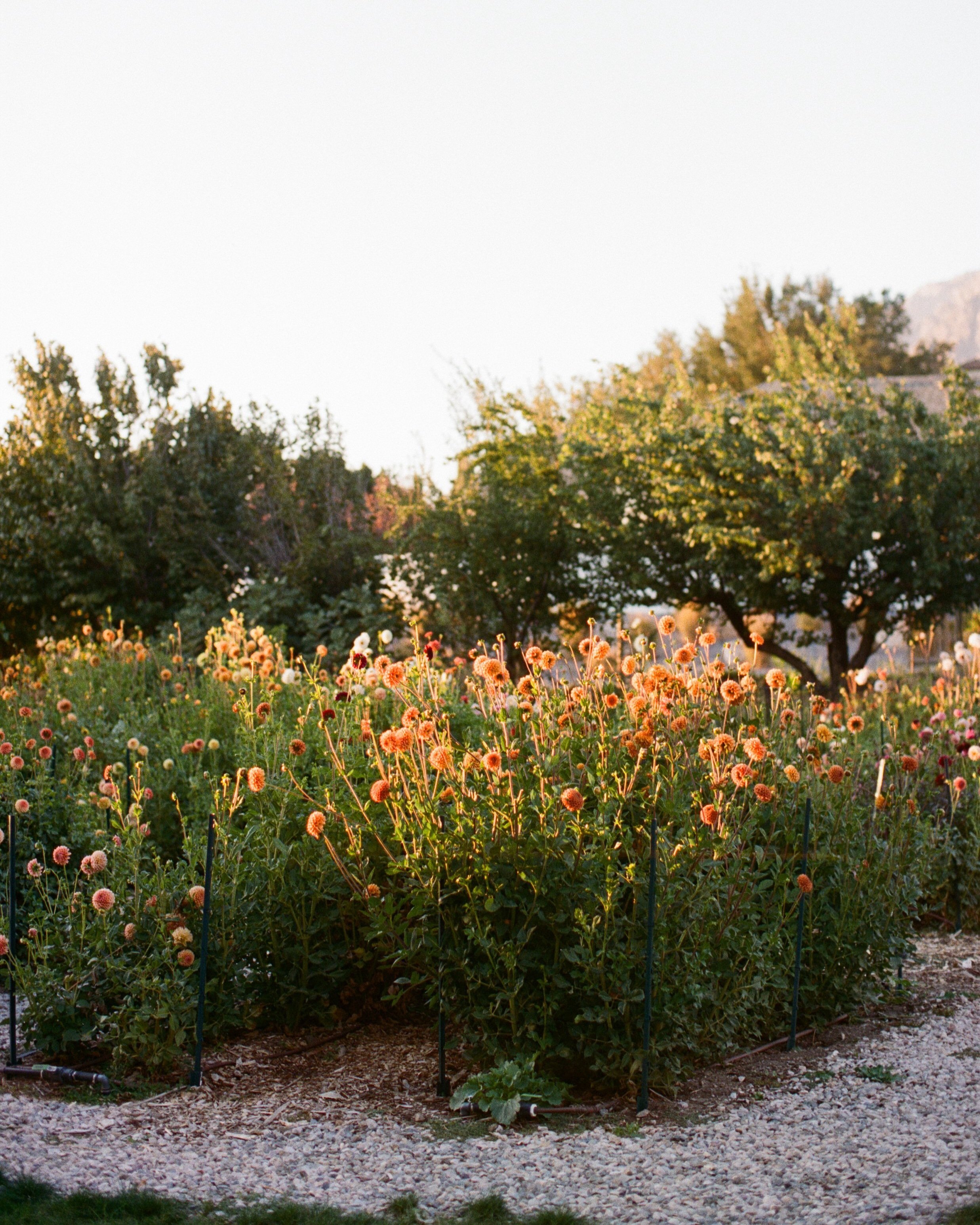 northogdenflowerfarm-1532.jpg