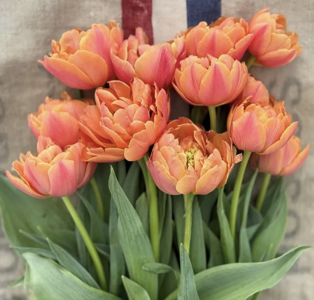 Tulip 'Formula One' (10 Bulbs)