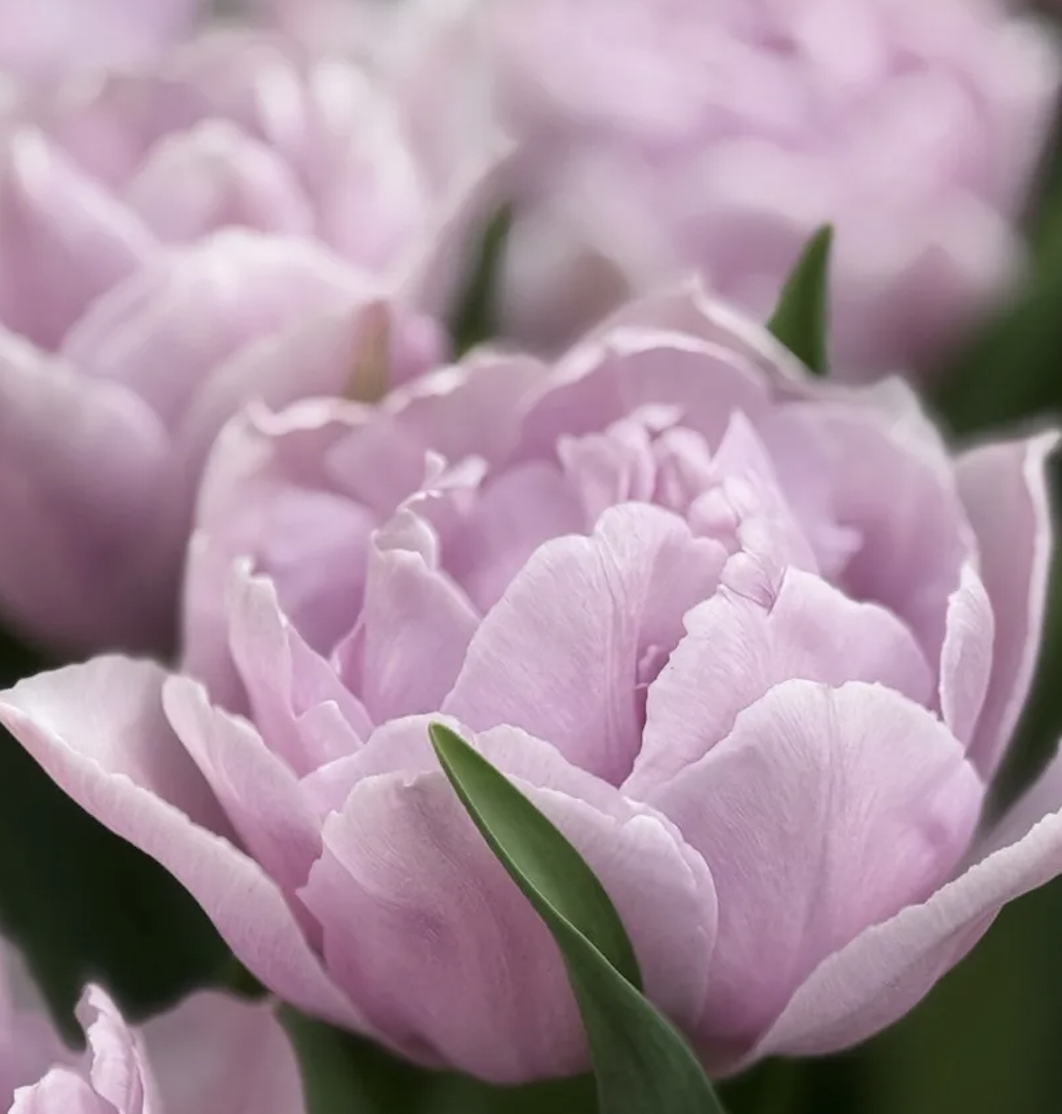Tulip 'Katinka' (10 Bulbs)