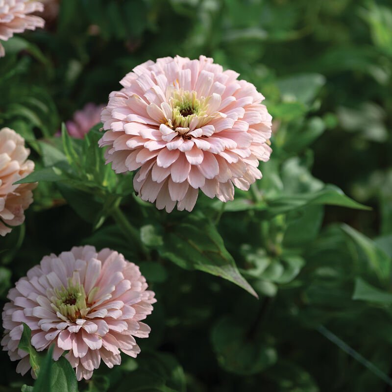 Ballerina Zinnia_3.jpg
