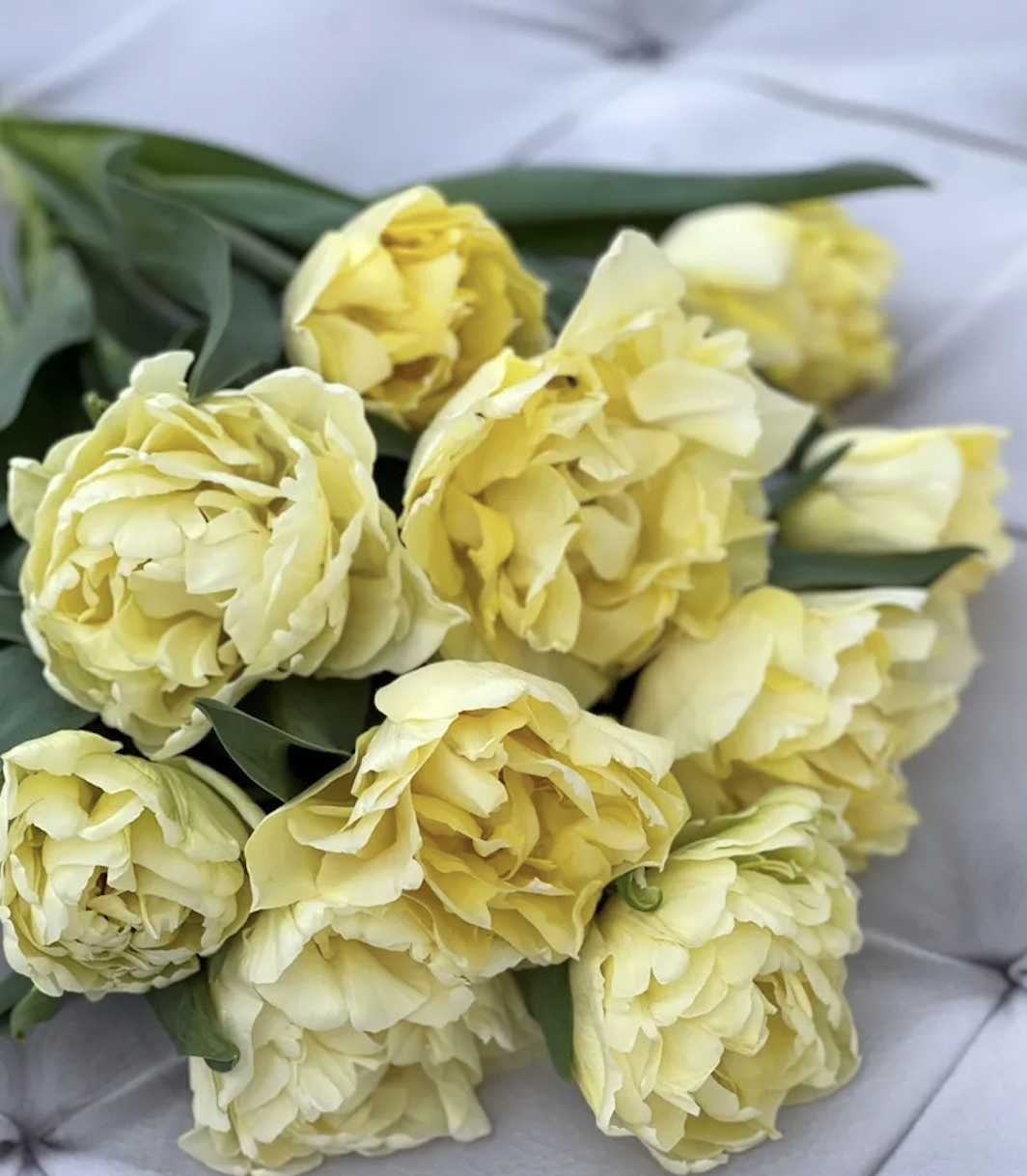 Tulip 'Avant Garde' (10 Bulbs)
