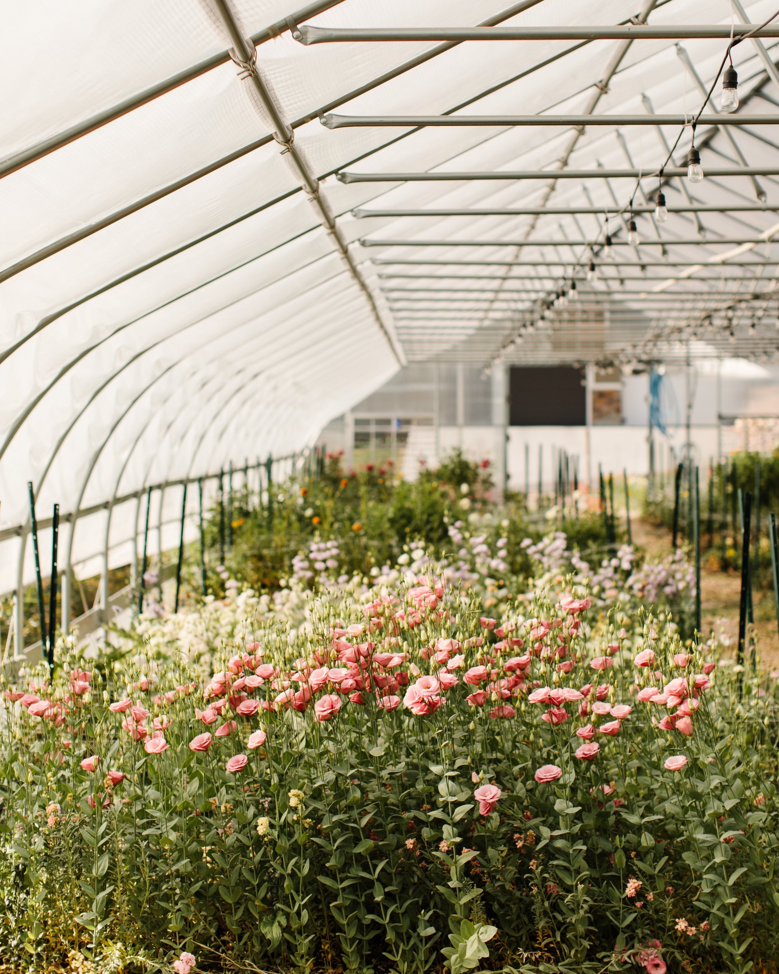 northogdenflowerfarm-3010.jpg