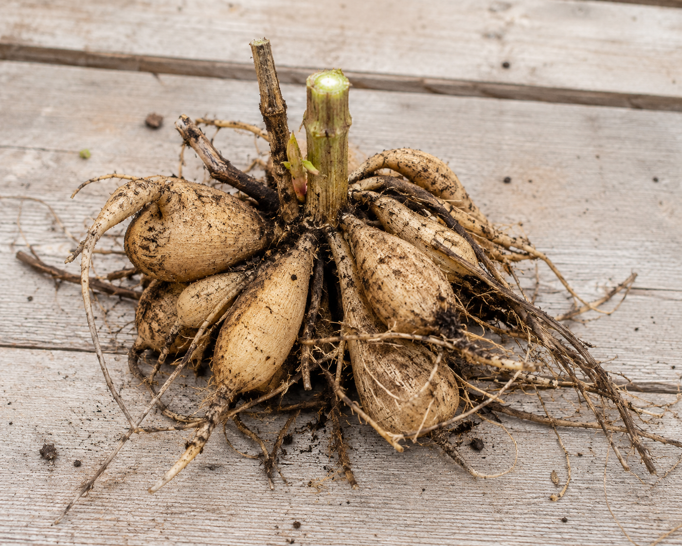 Dahlia Tuber Clump, Undivided & Unmarked