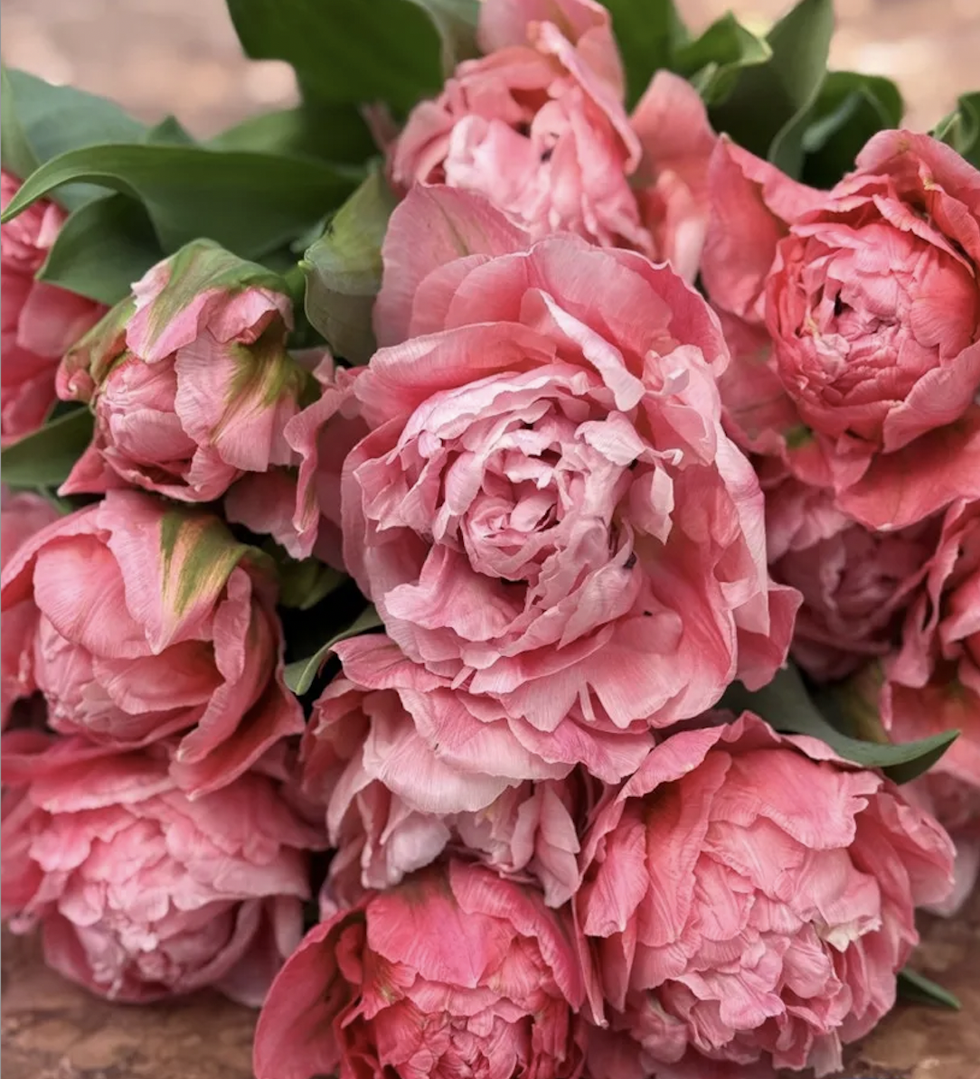 Tulip 'Taiwan' (10 Bulbs)