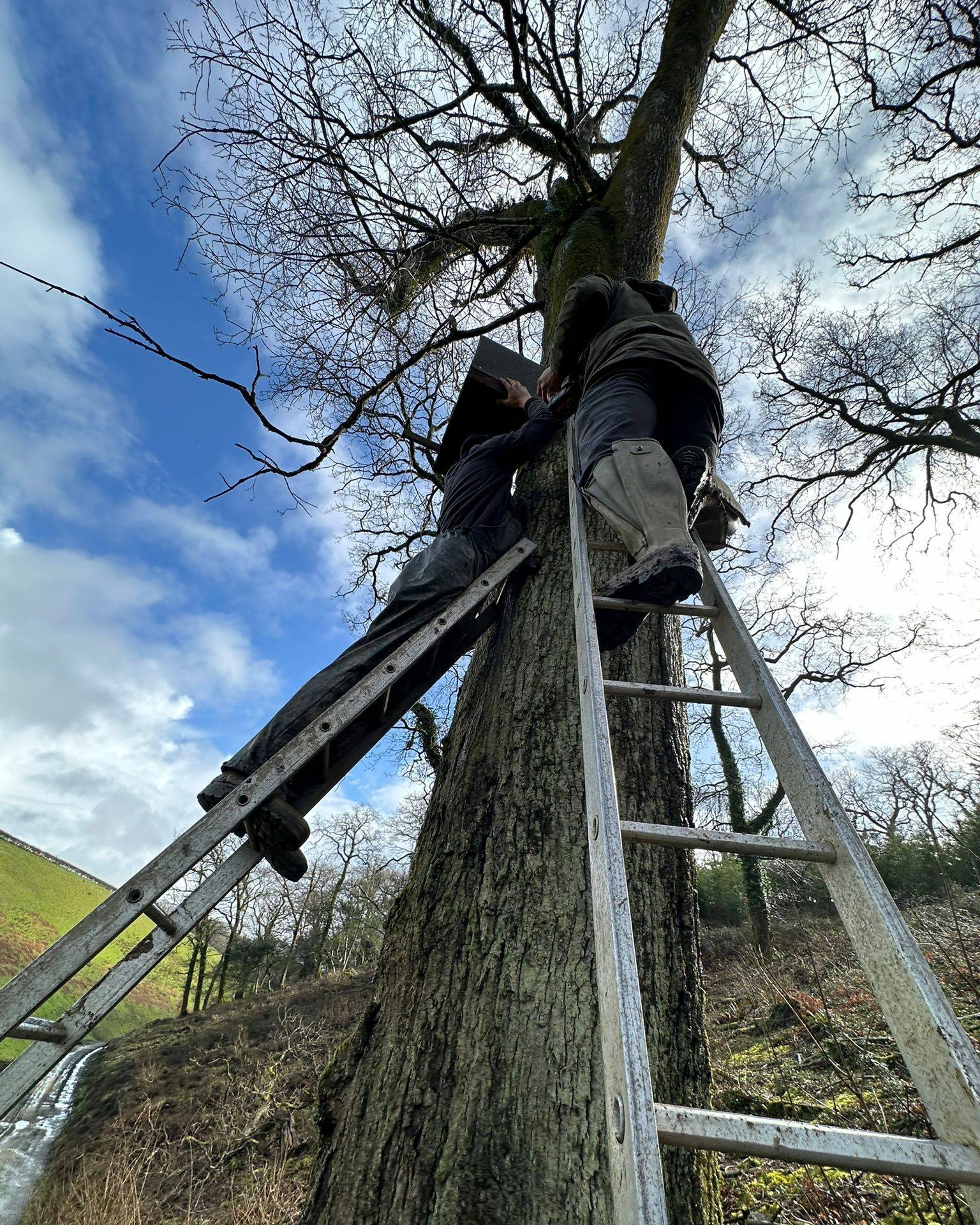 Our new miniature mansions...

Dave Scott, a qualified ornithologist with @btobirds, along with a group of certified bird ringers and netters have installed over 120 beautifully crafted bird boxes at Pentillie. 

With their help, we'll be able to com