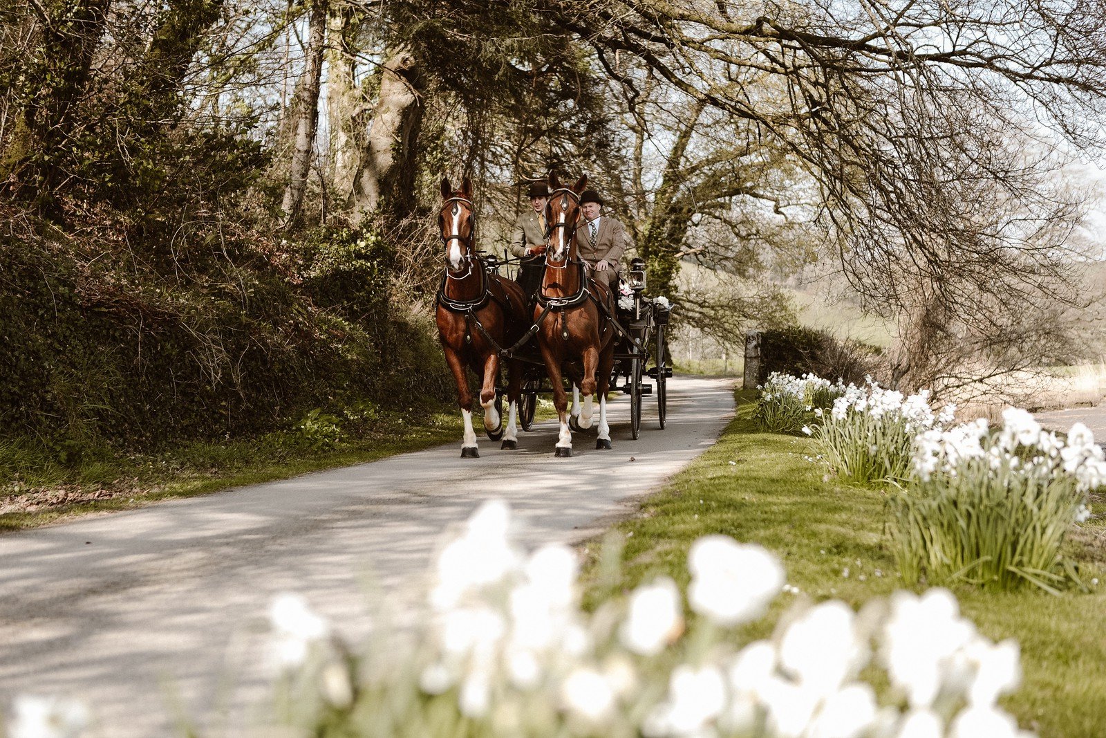 A traditional horse and carriage for a wedding day at Pentillie Castle by UpArt Photography.jpg