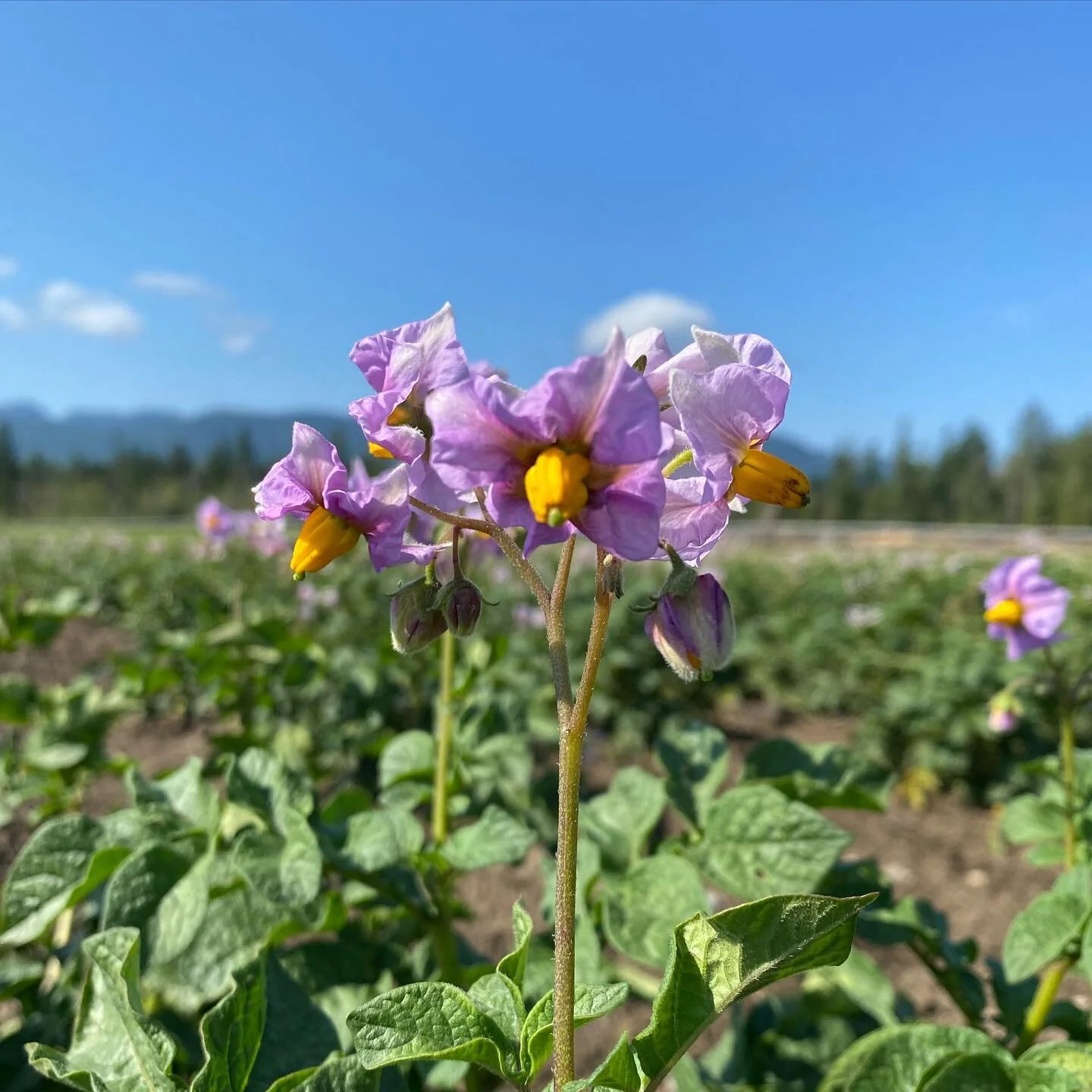The beautiful potato flower! These are our red variety which are coming along beeautifully 🥔🐝💜