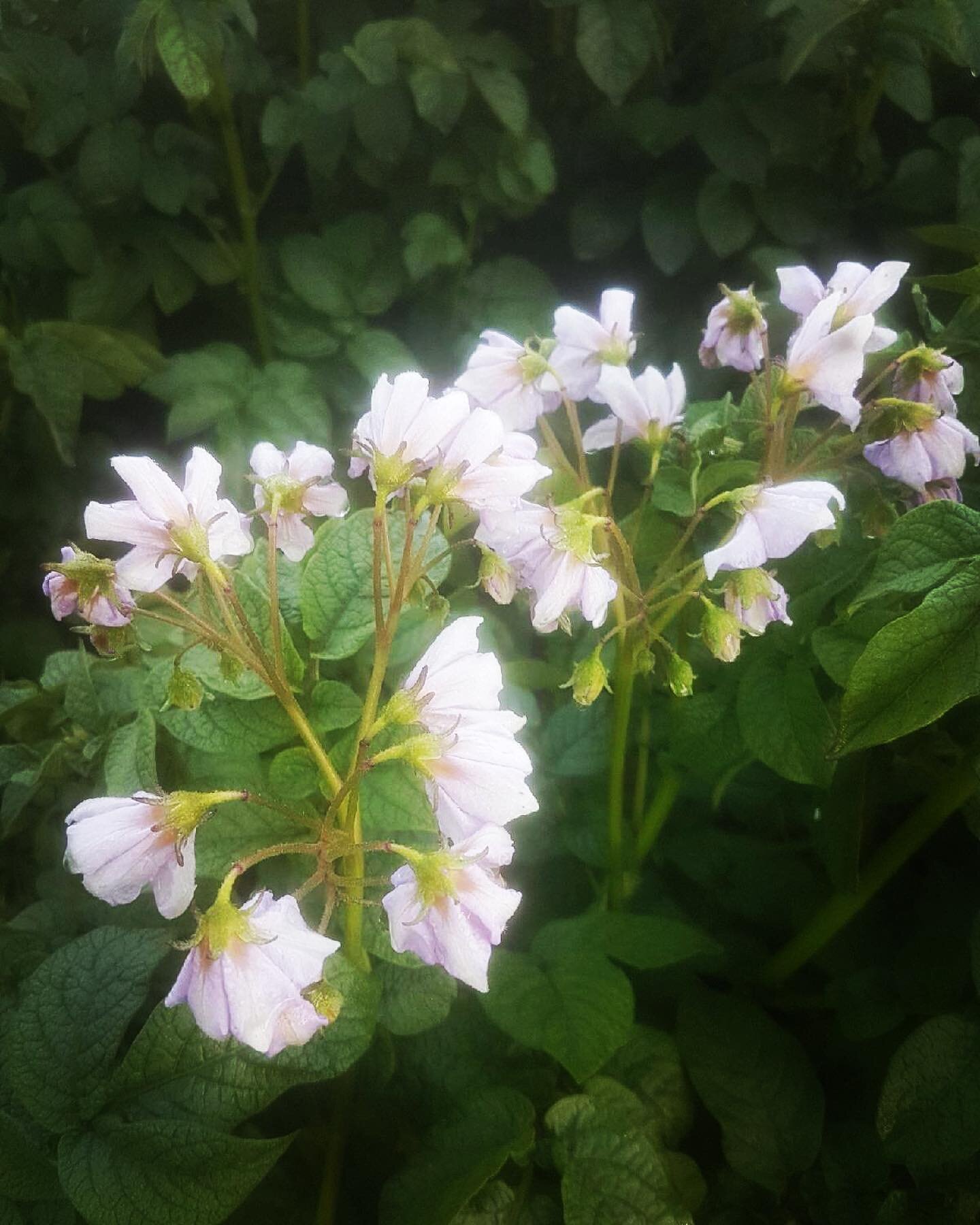 The flower! The potatoes are beginning to flower and these beautiful purple ones are growing some of our favourite red potato varieties. #evhovalleyfarms#echovalleybc#echovalleyfarmvi#potatofarm#redpotatoes#potatoflower#farming#islandfarm#vifarm#vanc