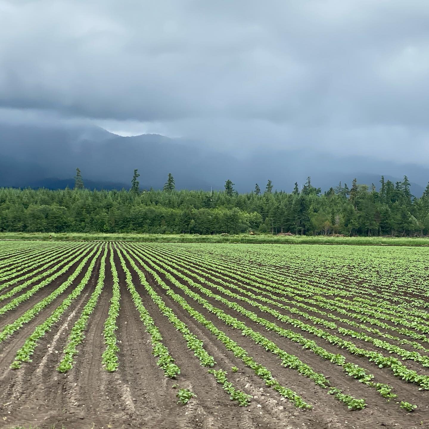Potatoes!! We have had some pretty great potato growing weather so far and you can see that our crops are happy!! We are thankful for the rain on these beautiful island days. #echovalleyfarmsbc#farming#potatofarming#potatofarm#islandfarm#vancouverisl