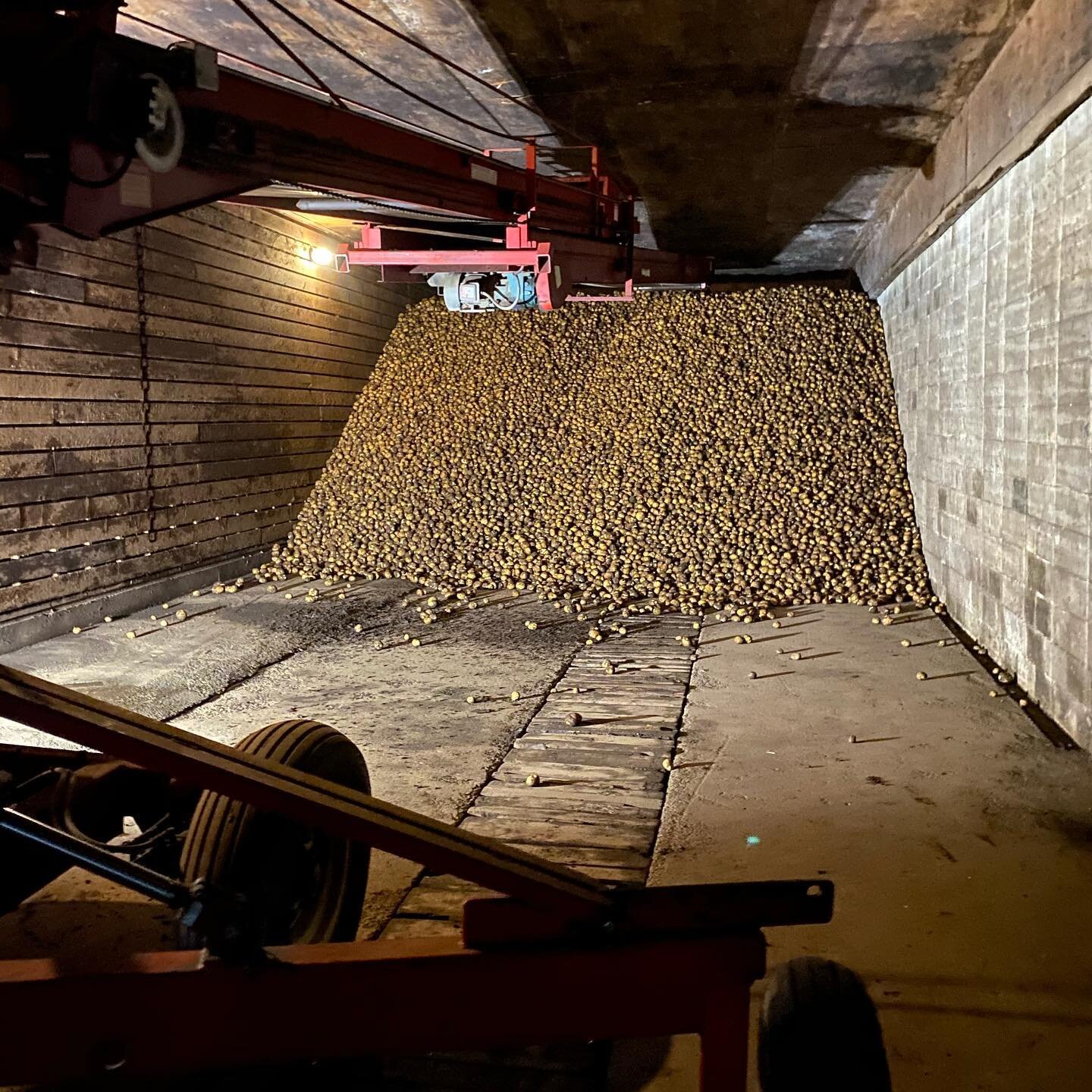 The potato barn. That&rsquo;s a whole lot of potatoes. They won&rsquo;t be in here long. We are shipping these freshly harvested potatoes to our local grocery stores daily. #potatoes#potatoefarming#potatoefarming#echovalleyfarm#localfarm#islandfarm#w