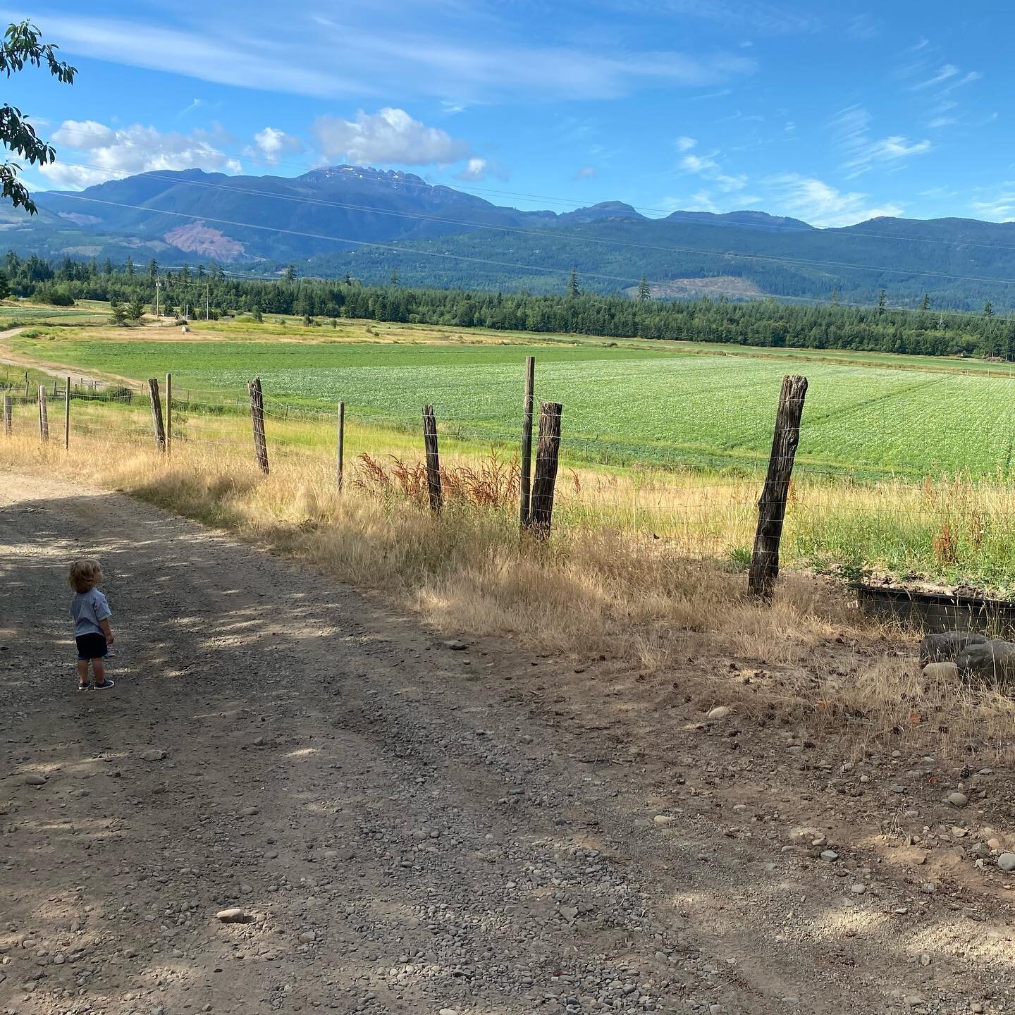 Happy Sunday farm friends. We were up early today to watch the helicopter which was here to fertilize our Cranberry crop. All our farm kids love this day every year, it&rsquo;s so much fun to watch!!