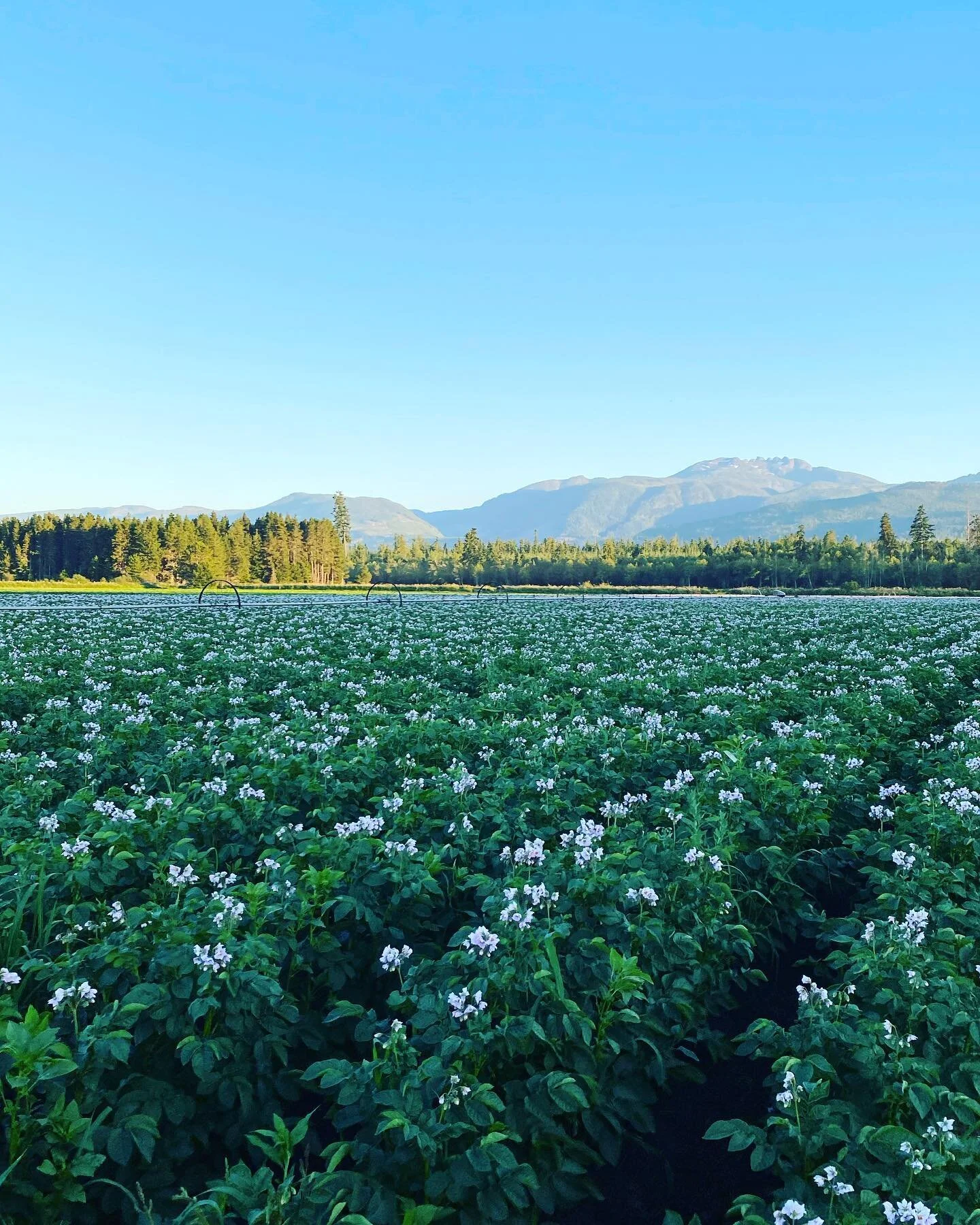 It&rsquo;s finally summer! And the potato fields are flowering. After a long wet spring we are so thankful to have this beautiful weather so our crops can grow. #vifarm#farming#potatofarm#potatoefarming#localfarm#islandfarm#qualicumbeachfarm#qualicum