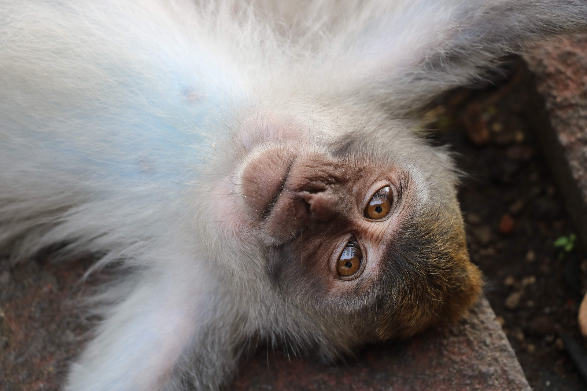 BALI-Monkey-free-download.png