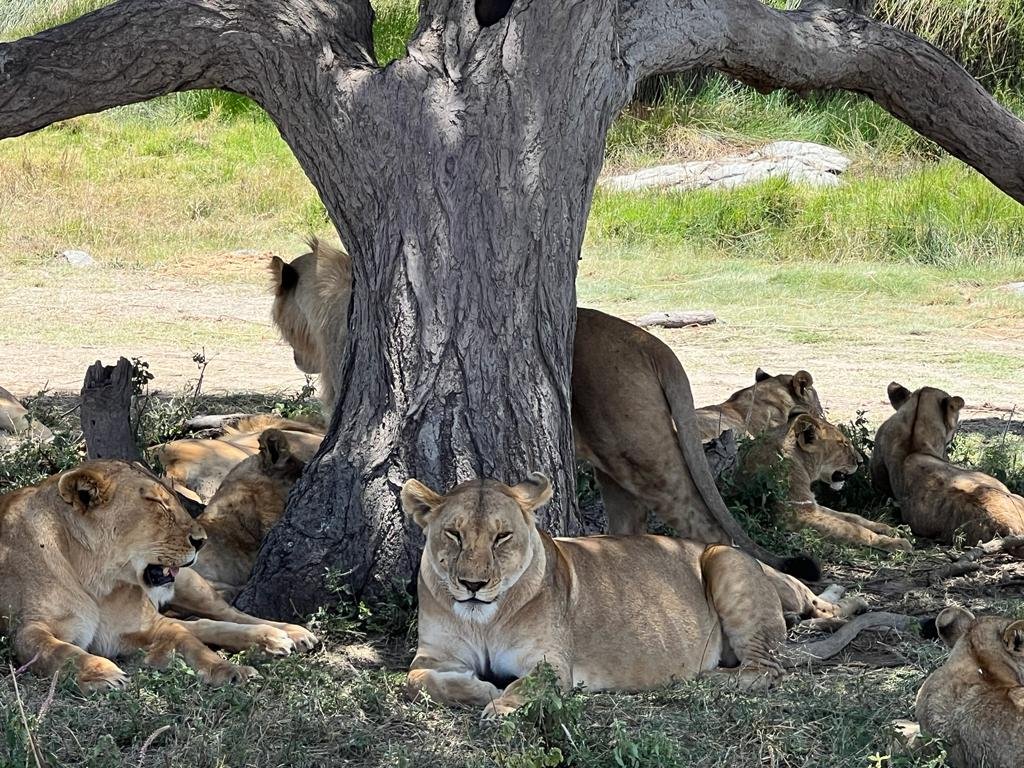 2025 Tanzania AUG — The Women's Travel Tribe (50+)