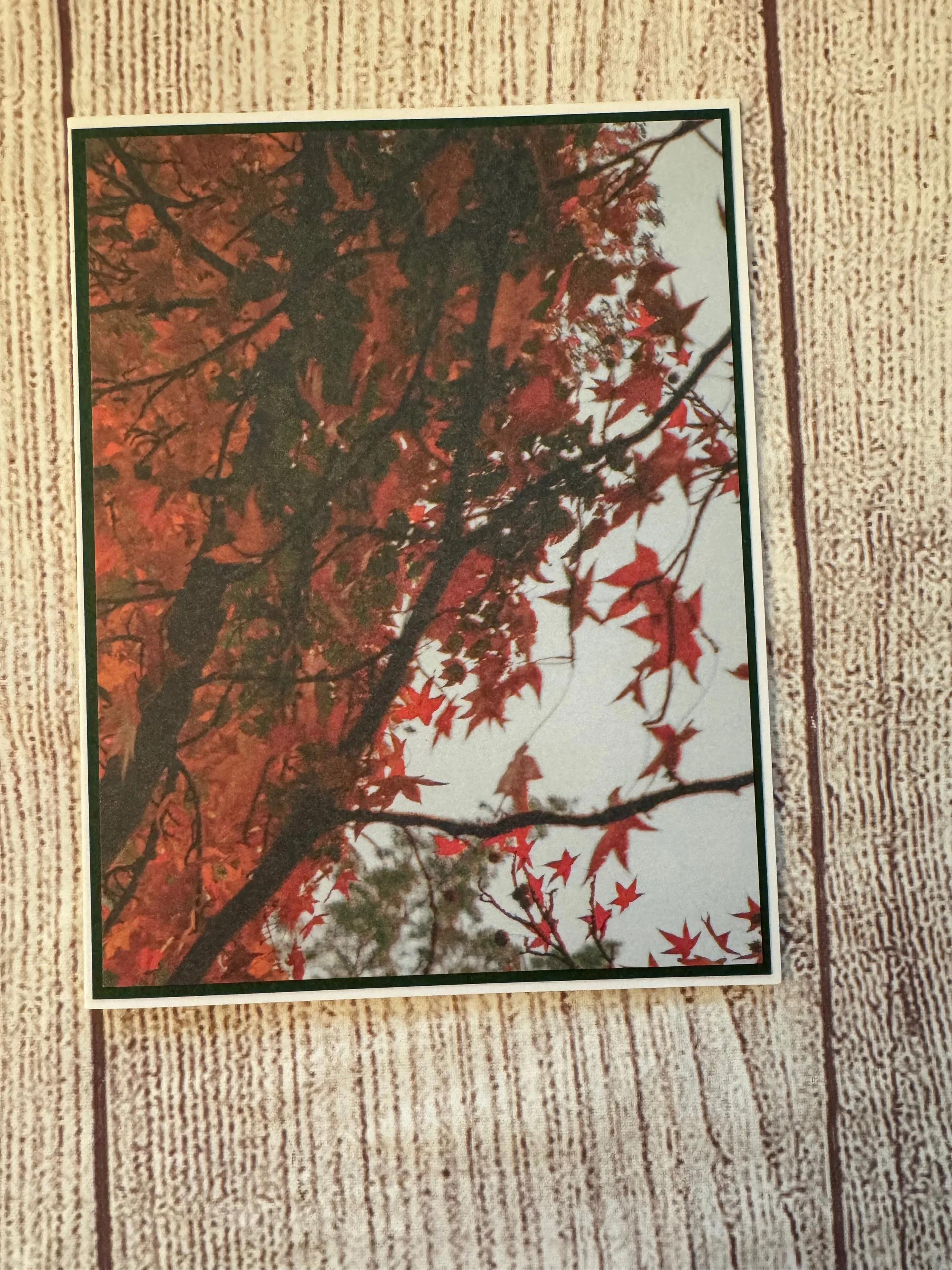 IMG_1225.jpeg