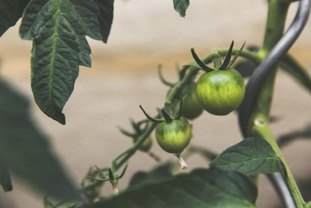 Tomato Breeding — Rabbit Mountain Research