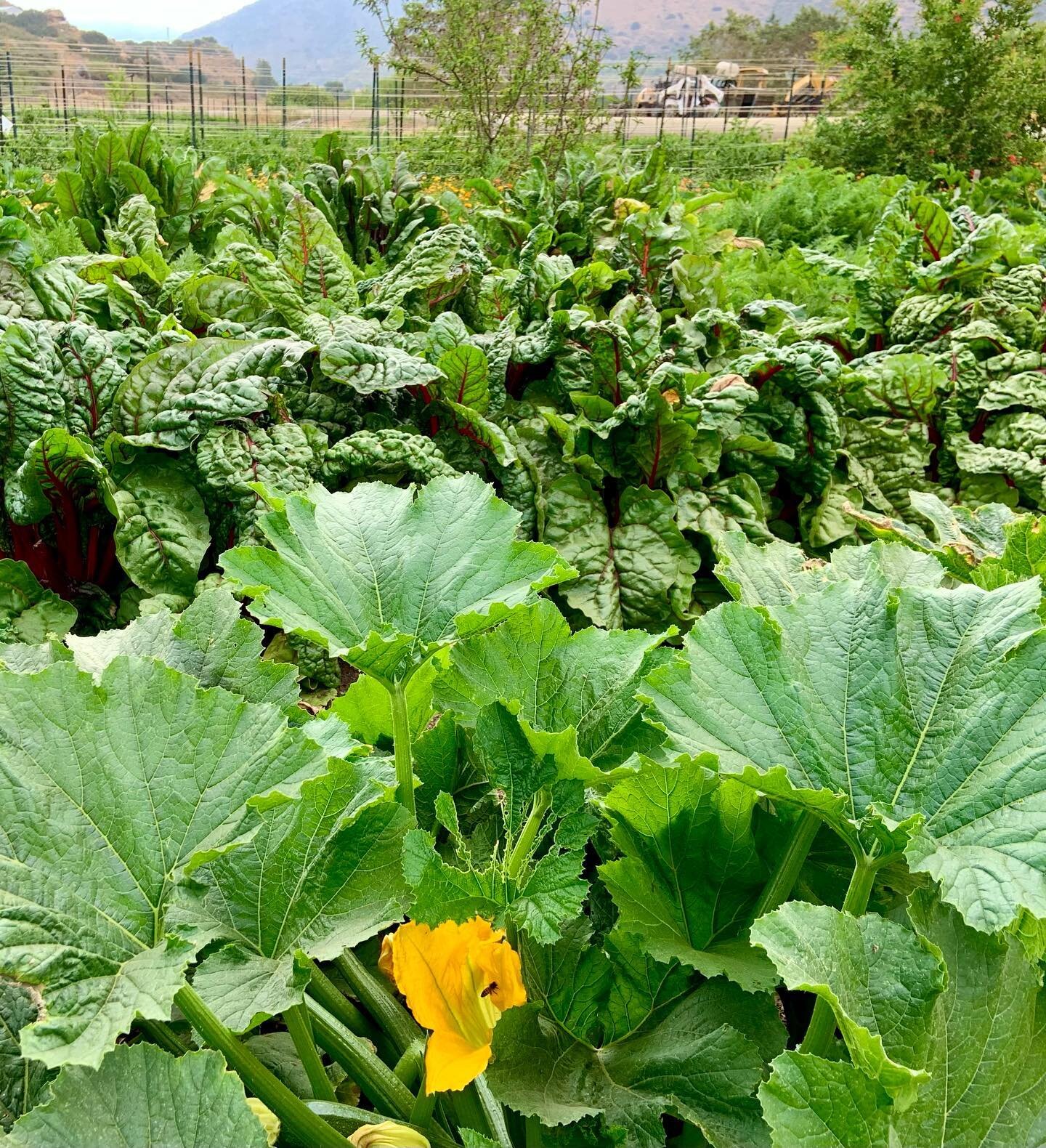 Come visit our drive thru market tomorrow from 2:30-4! We love this season of transition into summer vegetables. We will have a limited quantity of our season&rsquo;s first zucchini and sunflower bouquets right in time for Mother&rsquo;s Day!