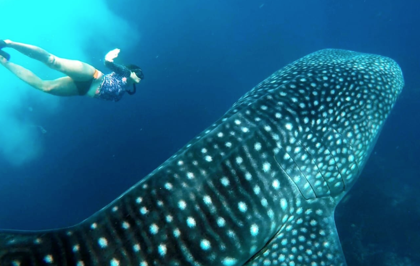 Bari whaleshark.png