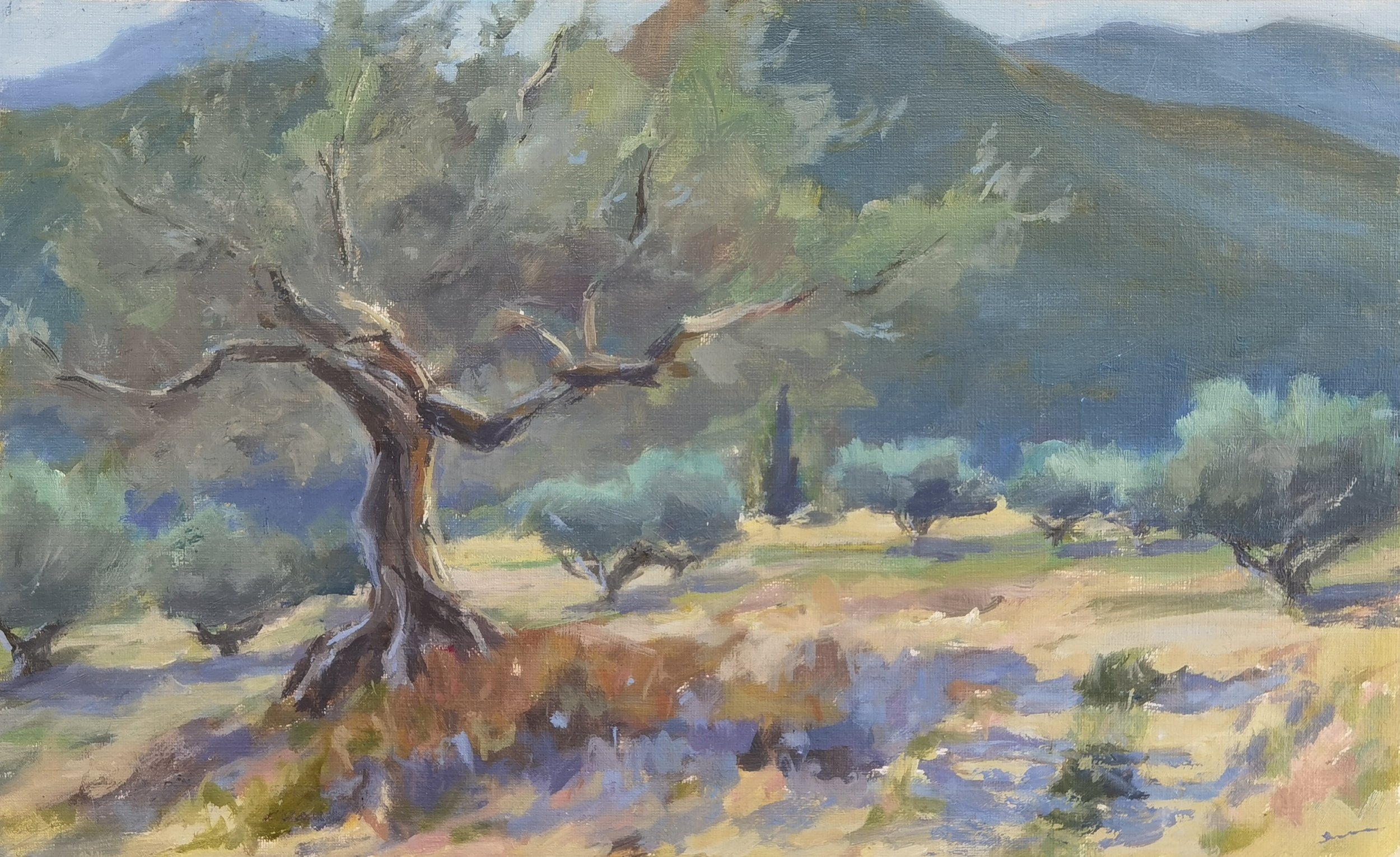 Olive Tree in August.jpg