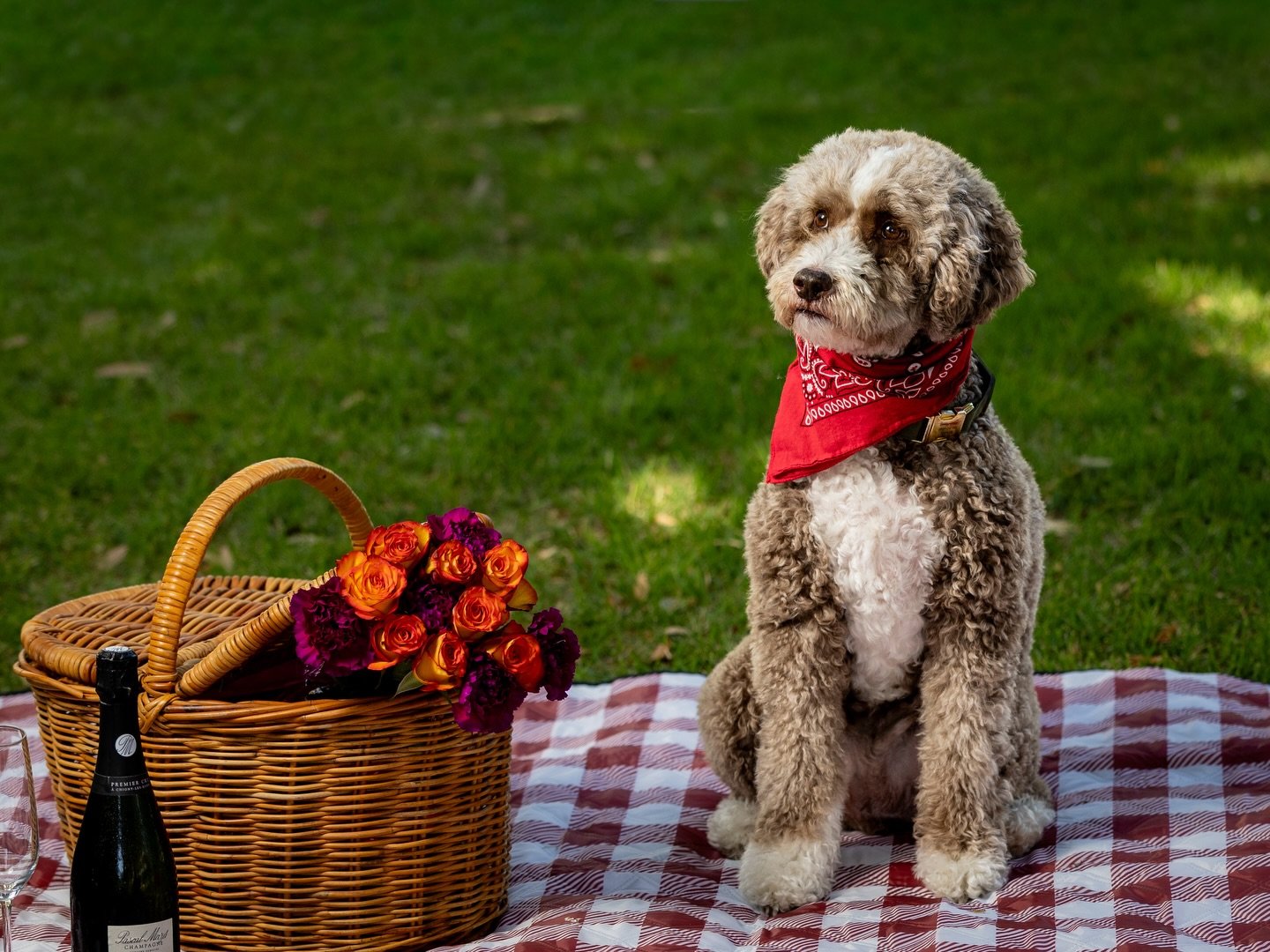 Fun day with pet portraits 🐶