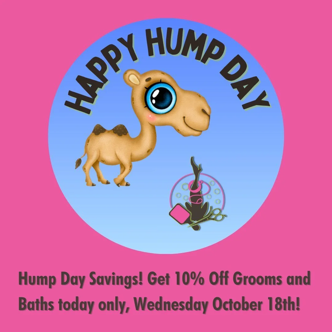 Hump Day Discount 10% Today!
#doggrooming #doggroomers #groomingdiscount