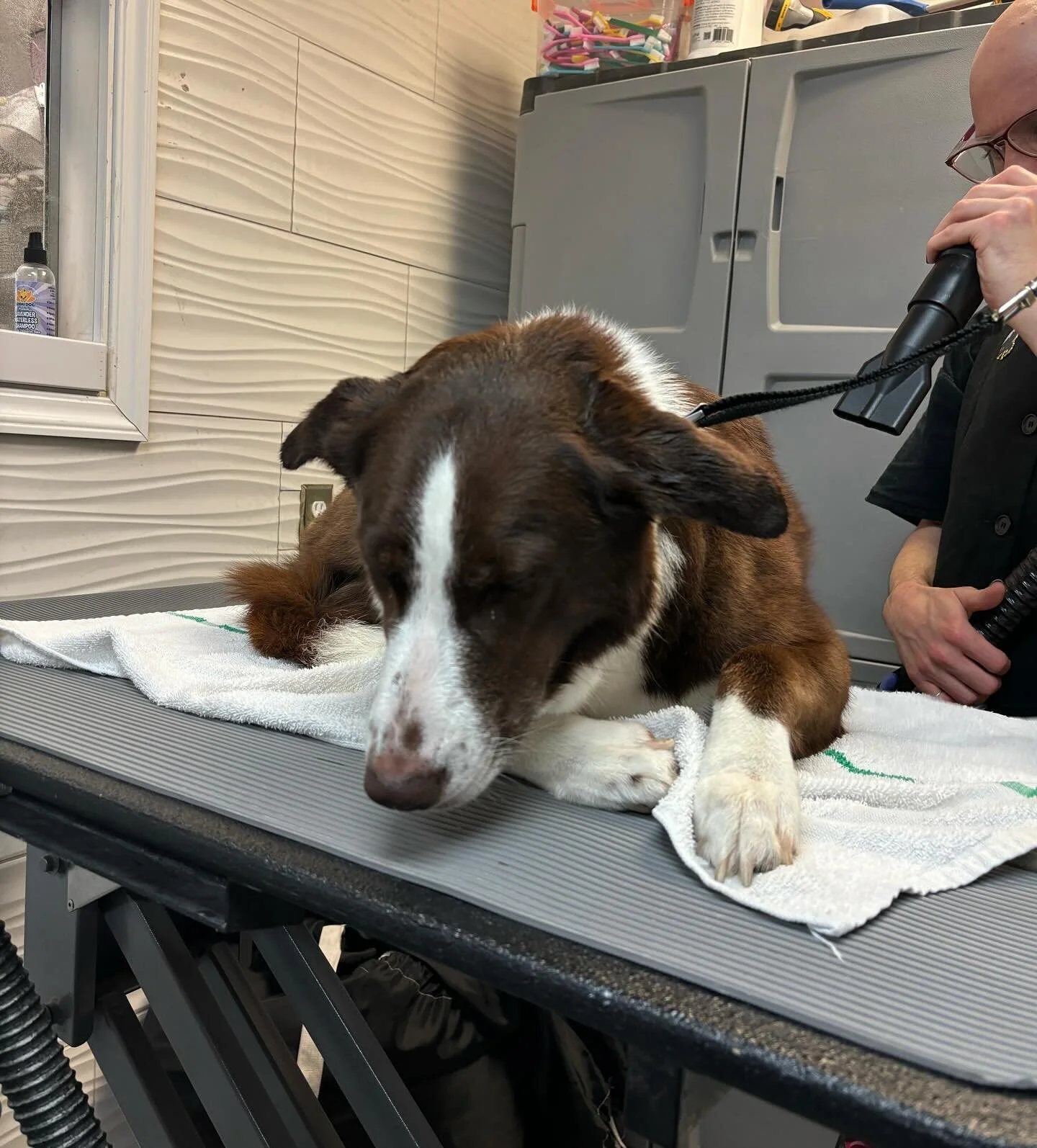 You know you have earned their trust when they are relaxed while drying,

Calm, Comfortable, and Confident that is what we strive for on each clients.
Meet Maxine, she and George have a very special bond.

#spa #petspa #grooming #safepets  #fallschur