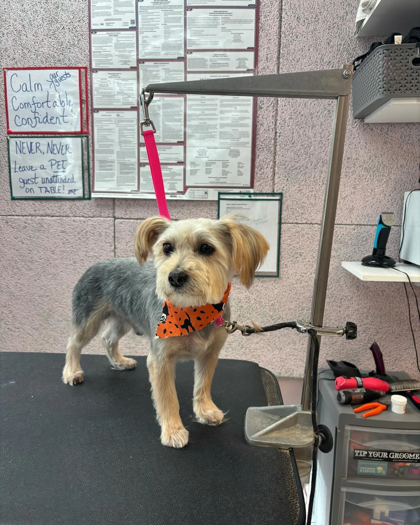 after -&gt; before! 🐾

#doodle #dmvdoodles #dmvdoggrooming #dmvpetgroomer #dogspa #petspa #dogoftheday #dogsofinstagram #petlovers #petgrooming #puppiesofinstagram #petsitting #dogwalking #groominspiration #dcdoggrooming #catgrooming #doggroomer #do