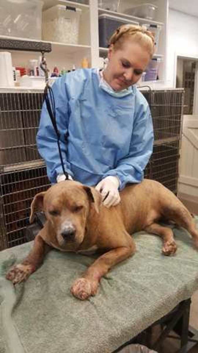 Is a Pet Esthetician Right for Your Pet?