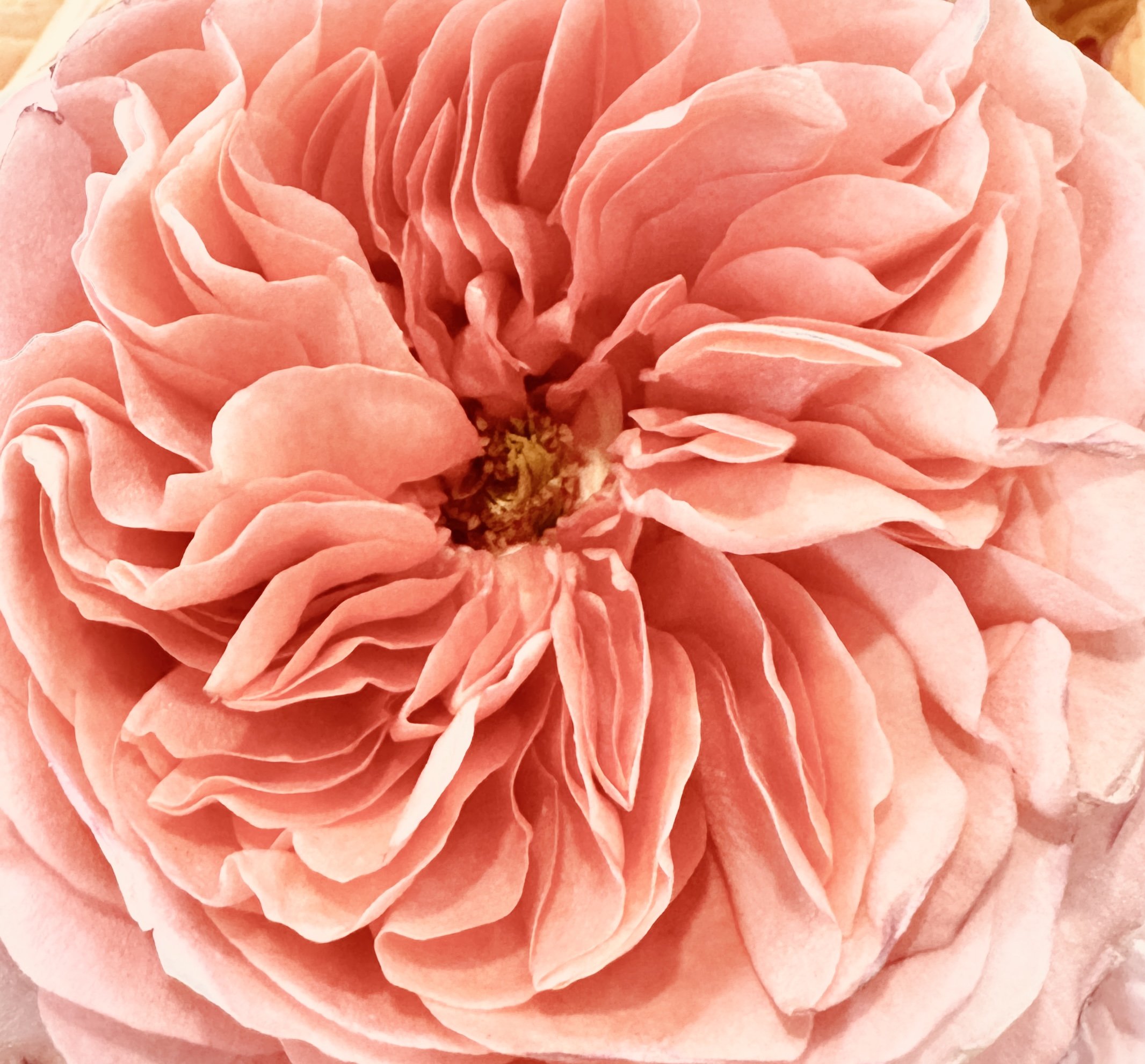 Menopause