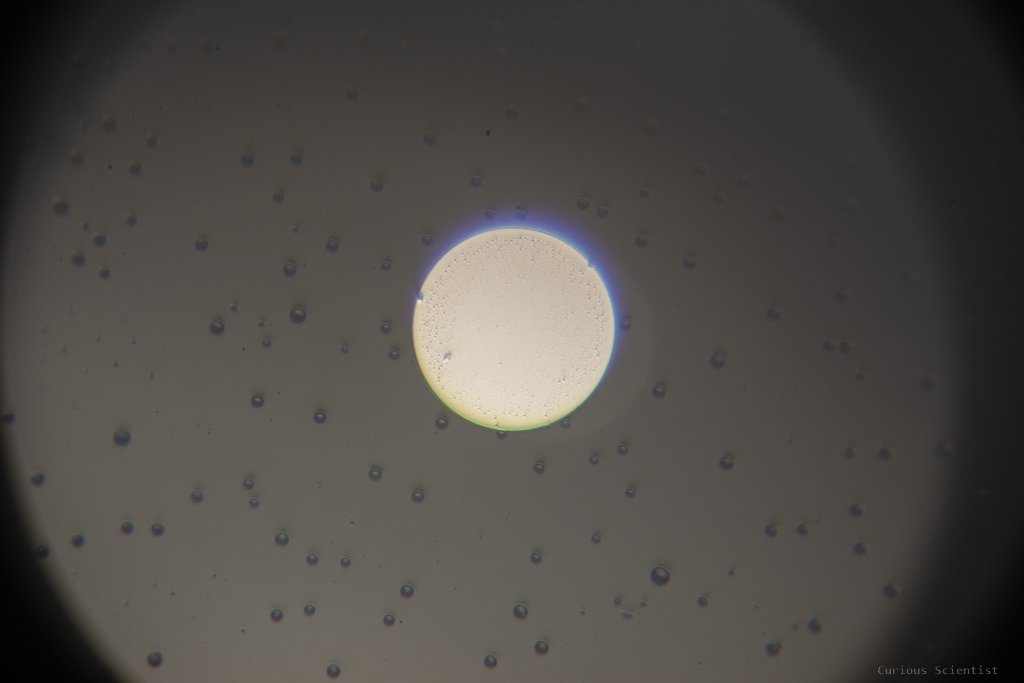 40x magnification