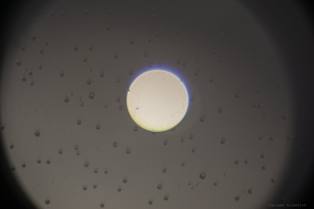40x magnification