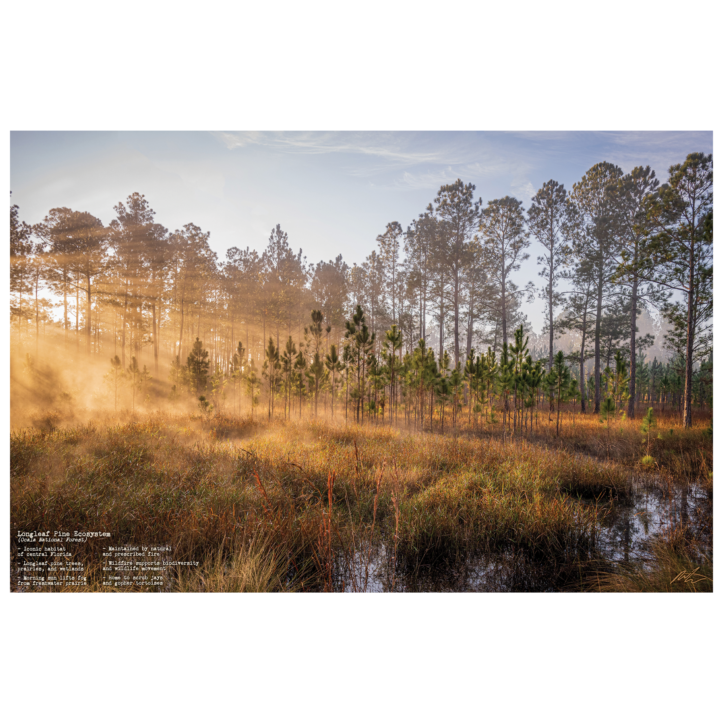 Longleaf Pine Poster