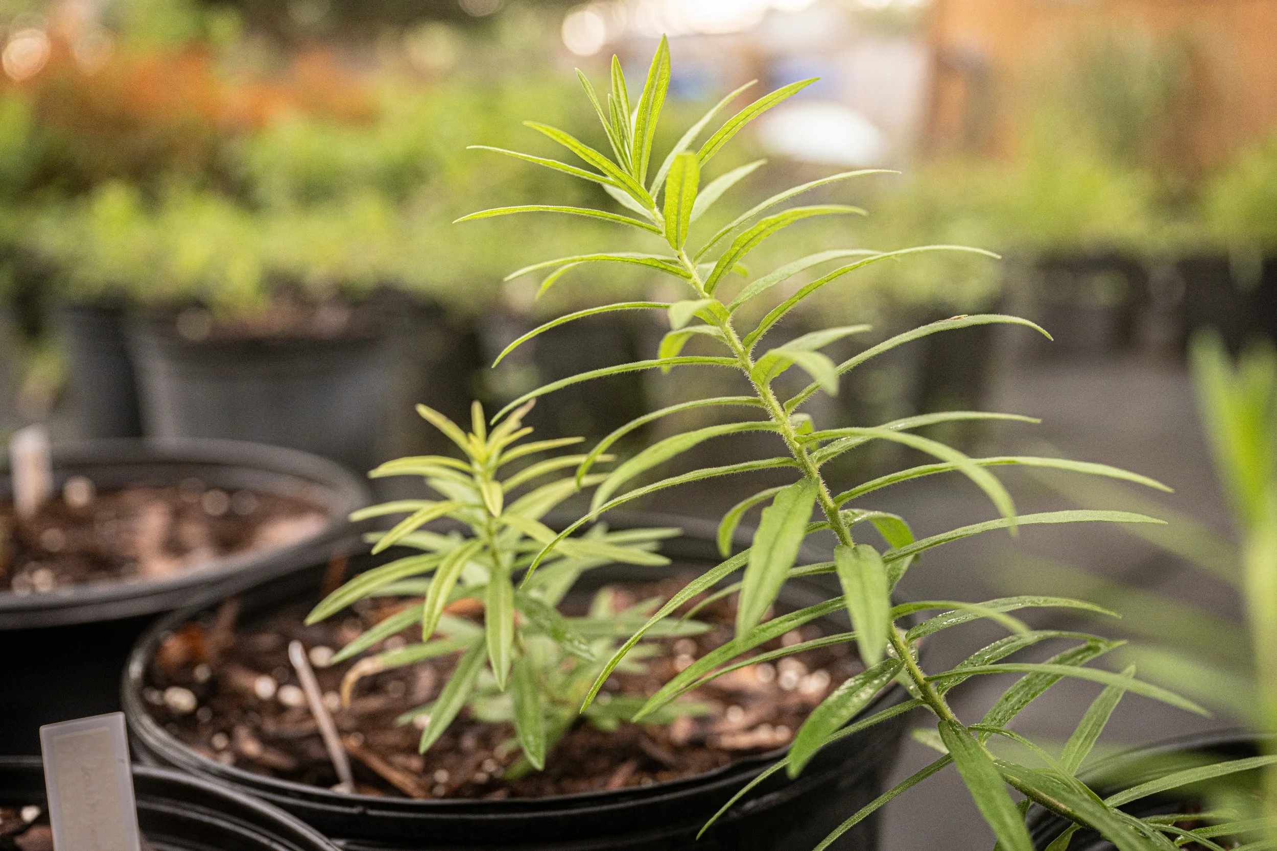 Scrub Milkweed (Asclepias tuberosa) 