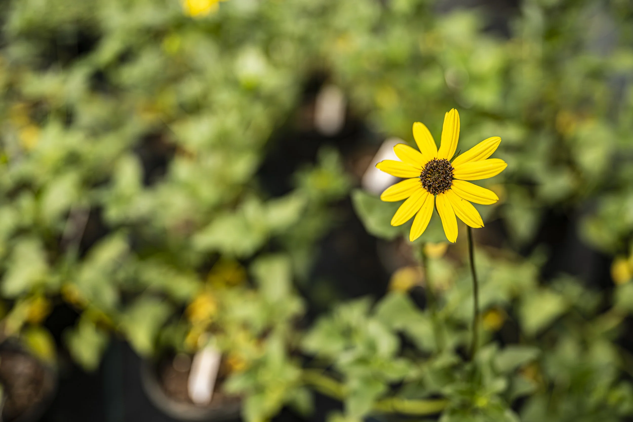 Dune Sunflower (Helianthus debilis)