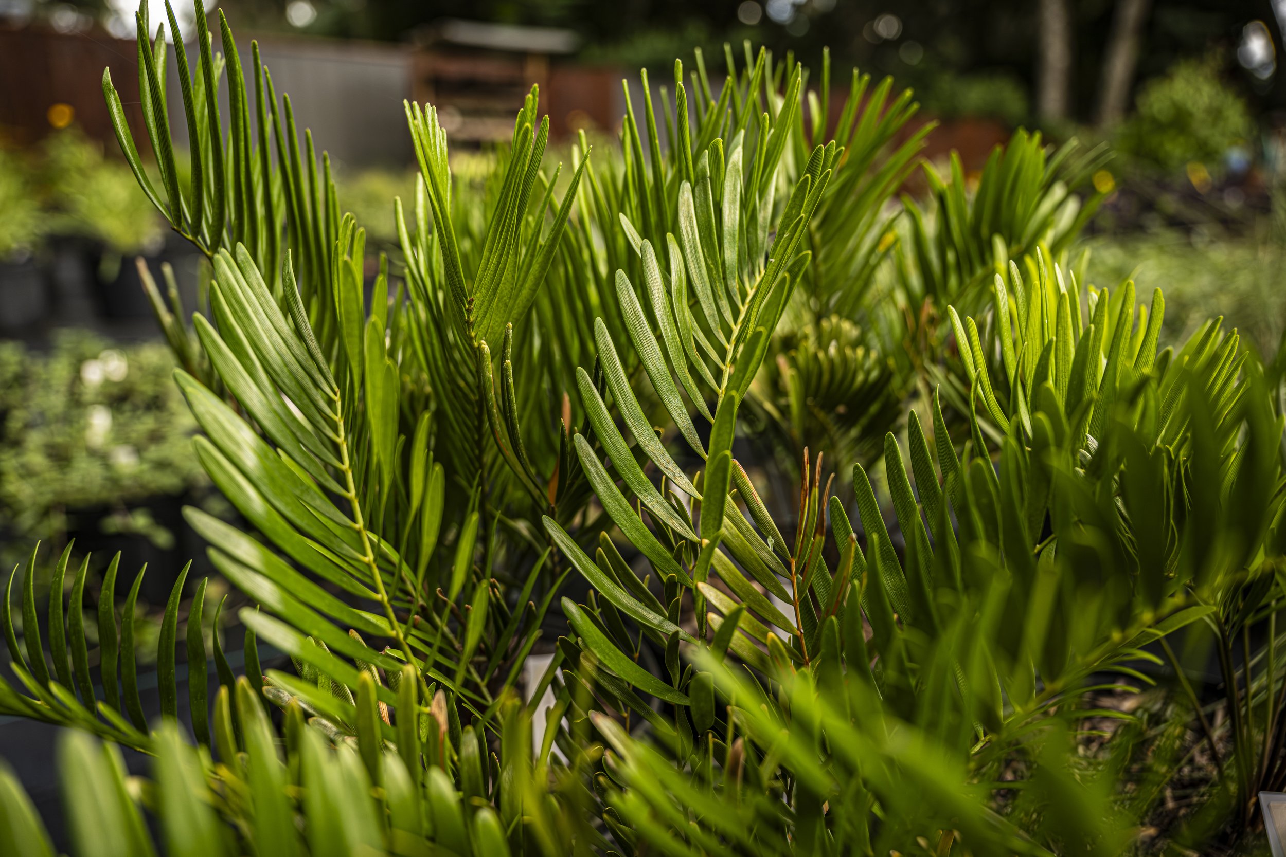 Coontie (Zamia pumila)