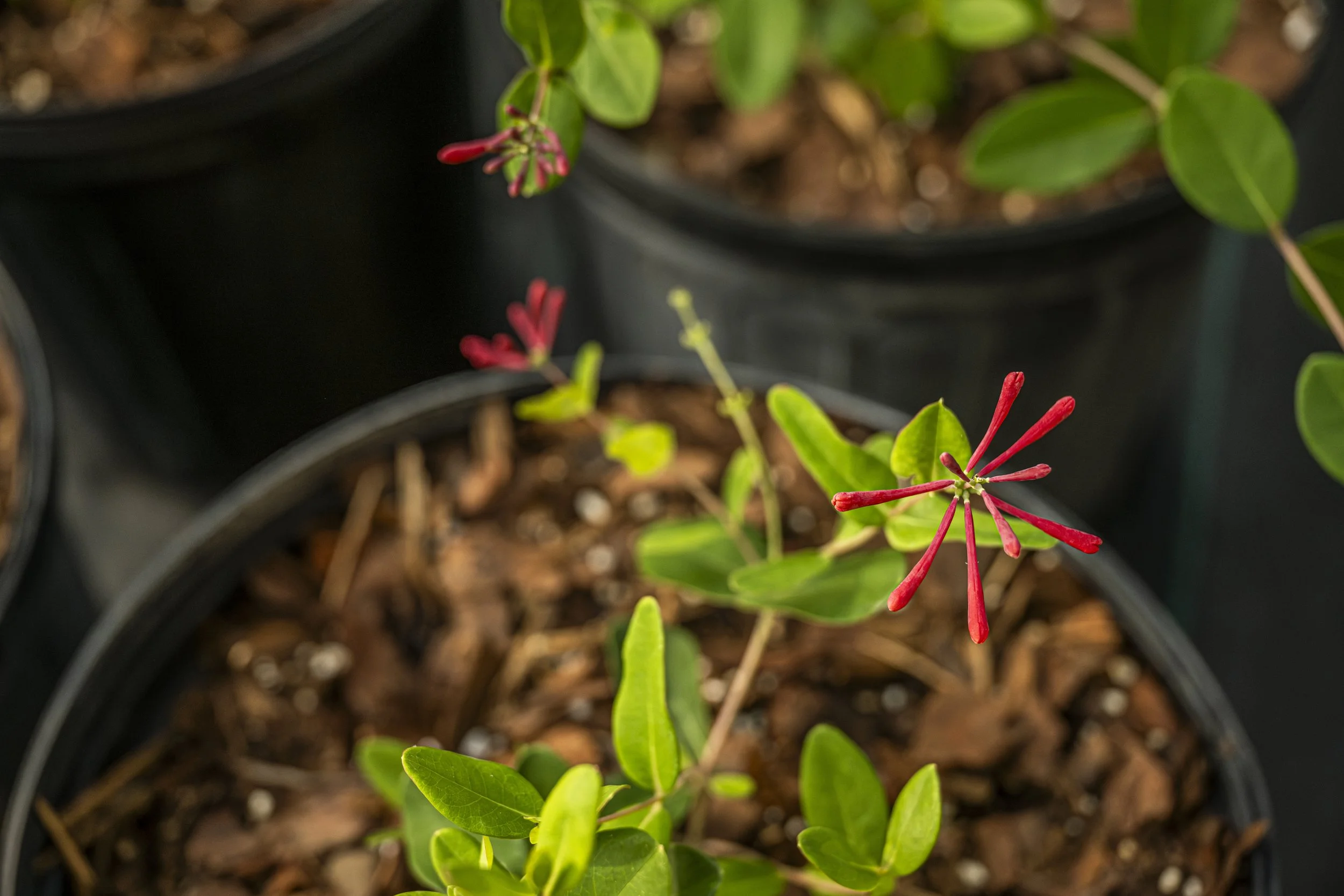 Coral Honeysuckle (Lonicera sempervirens)