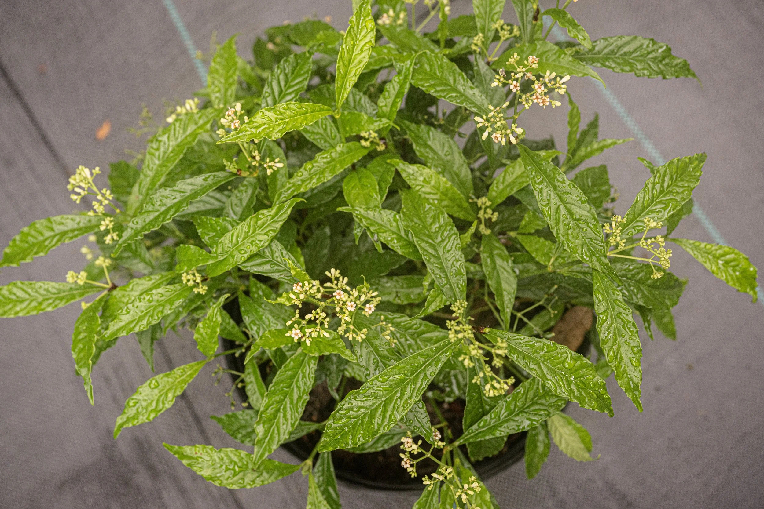 Wild Coffee 'Turtle Mound' (Psychotria nervosa)