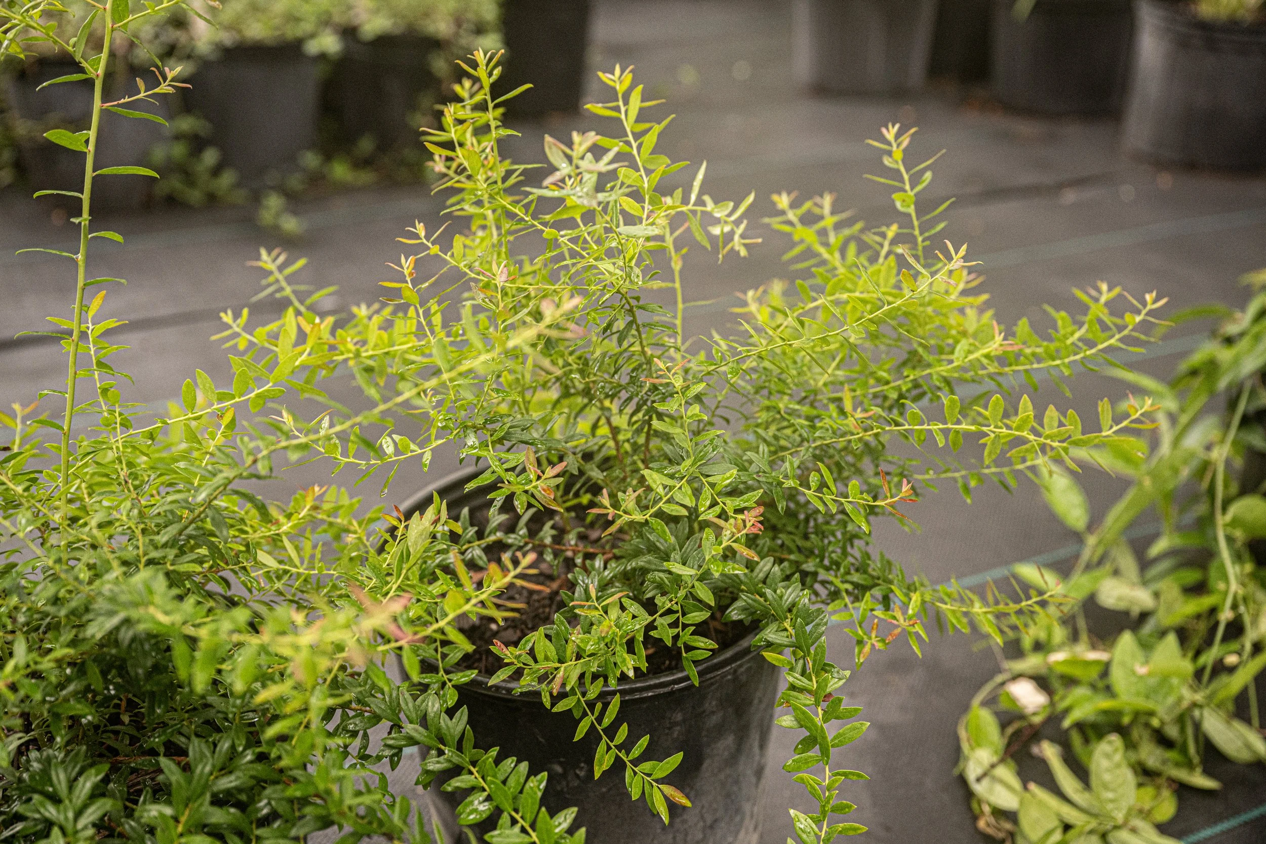 Little Blueberry (Vaccinium darrowii)