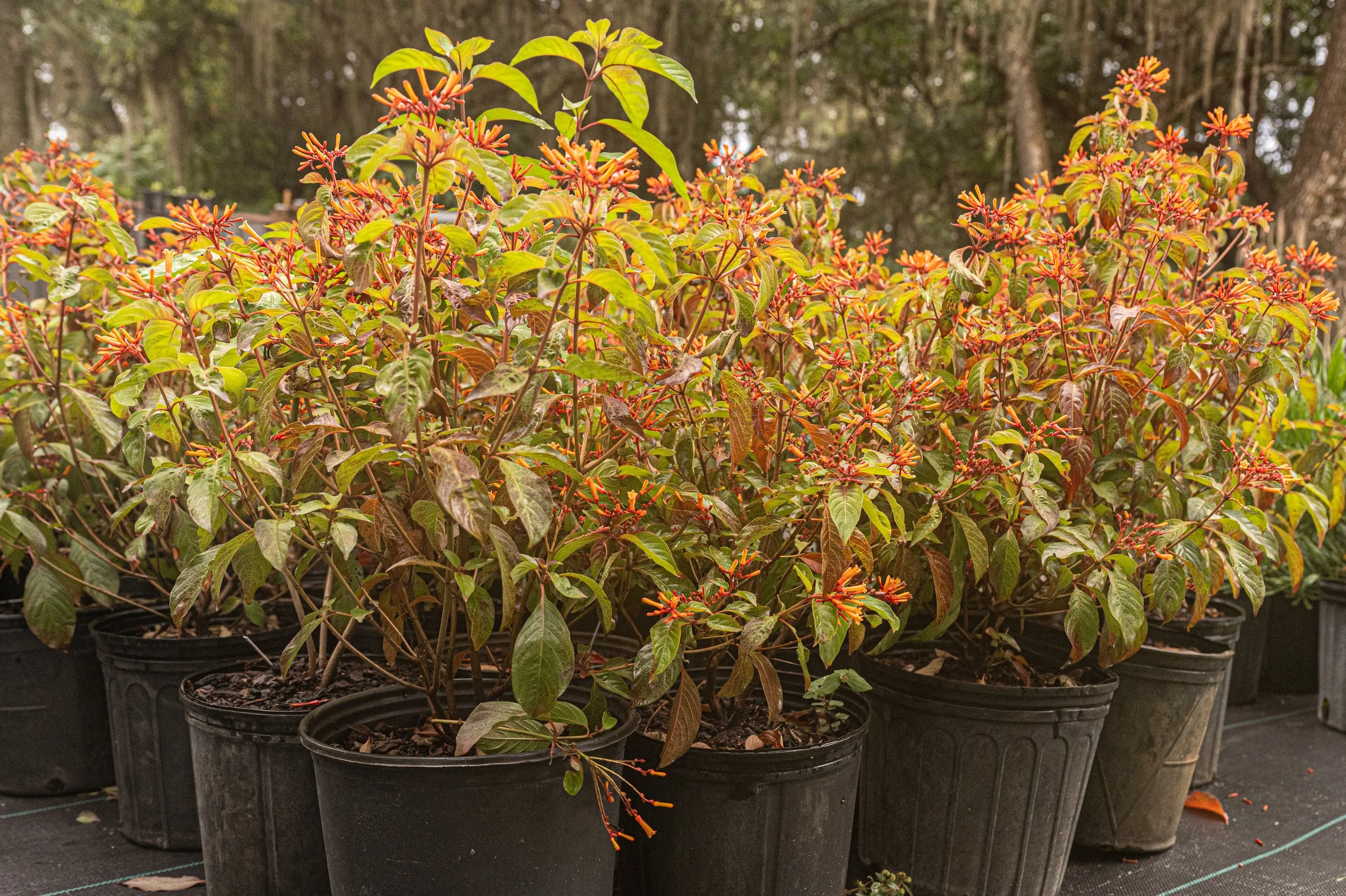Firebush (Hamelia patens)
