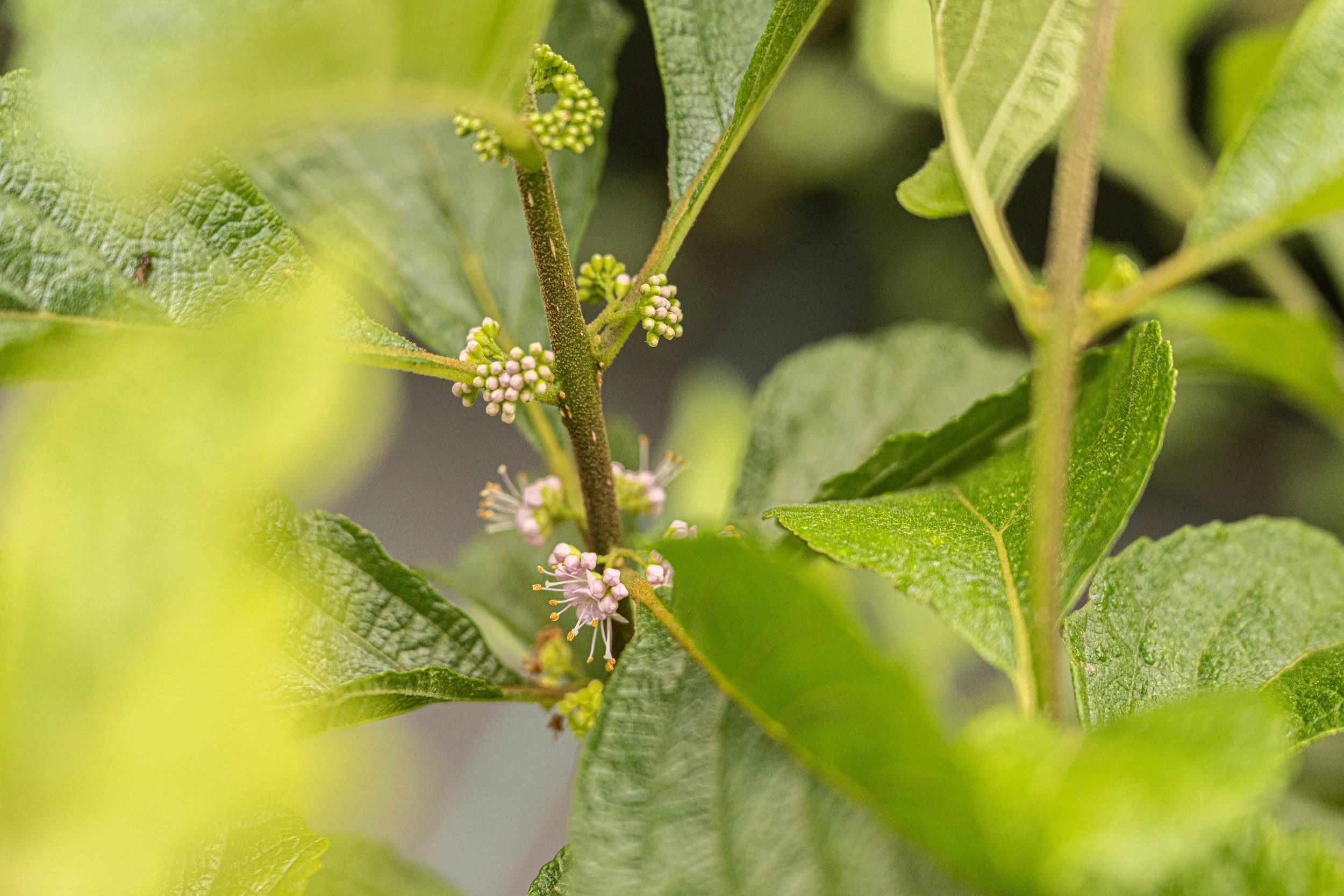 Beautyberry (Callicarpa americana)