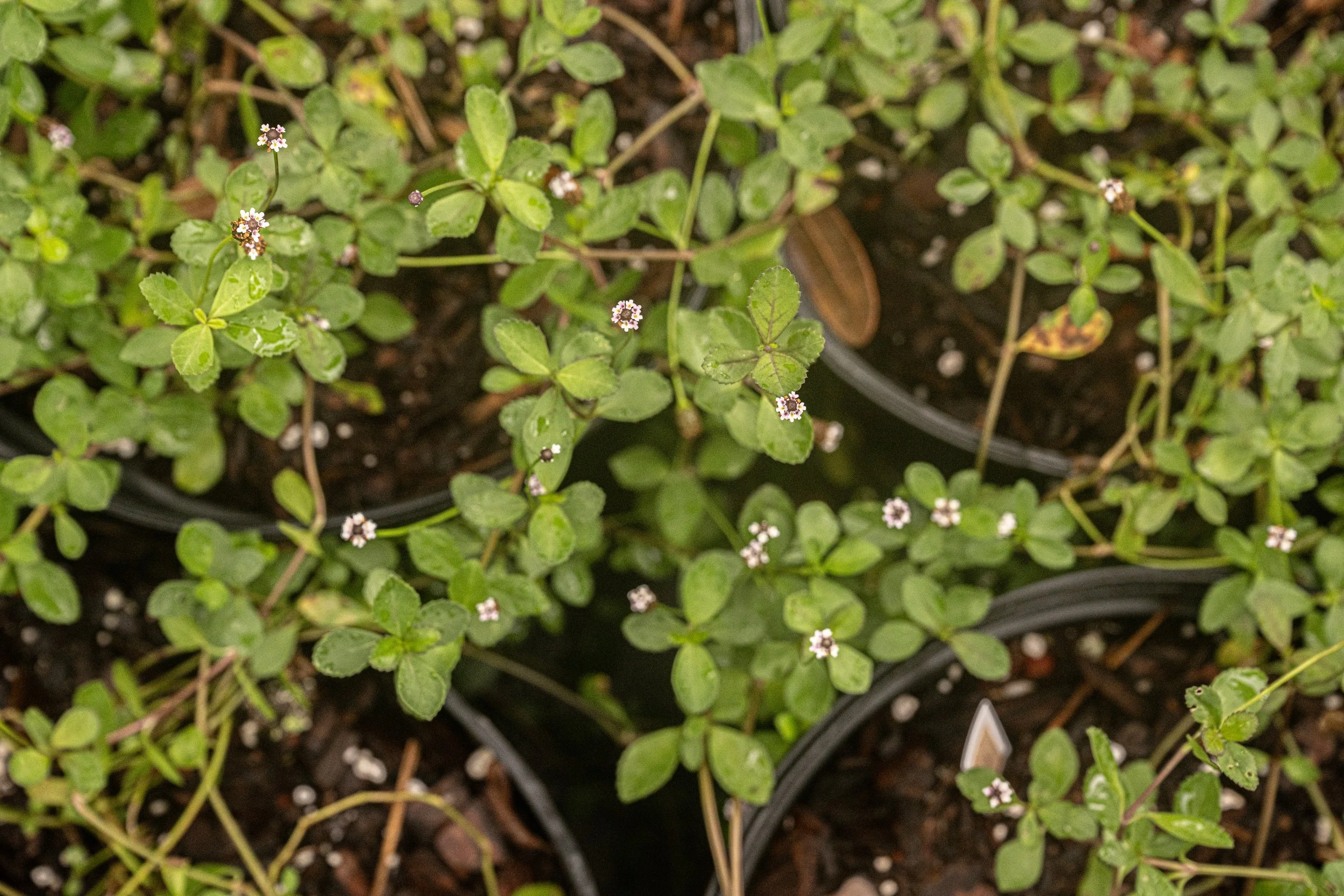 Frogfruit (Phyla nodiflora)