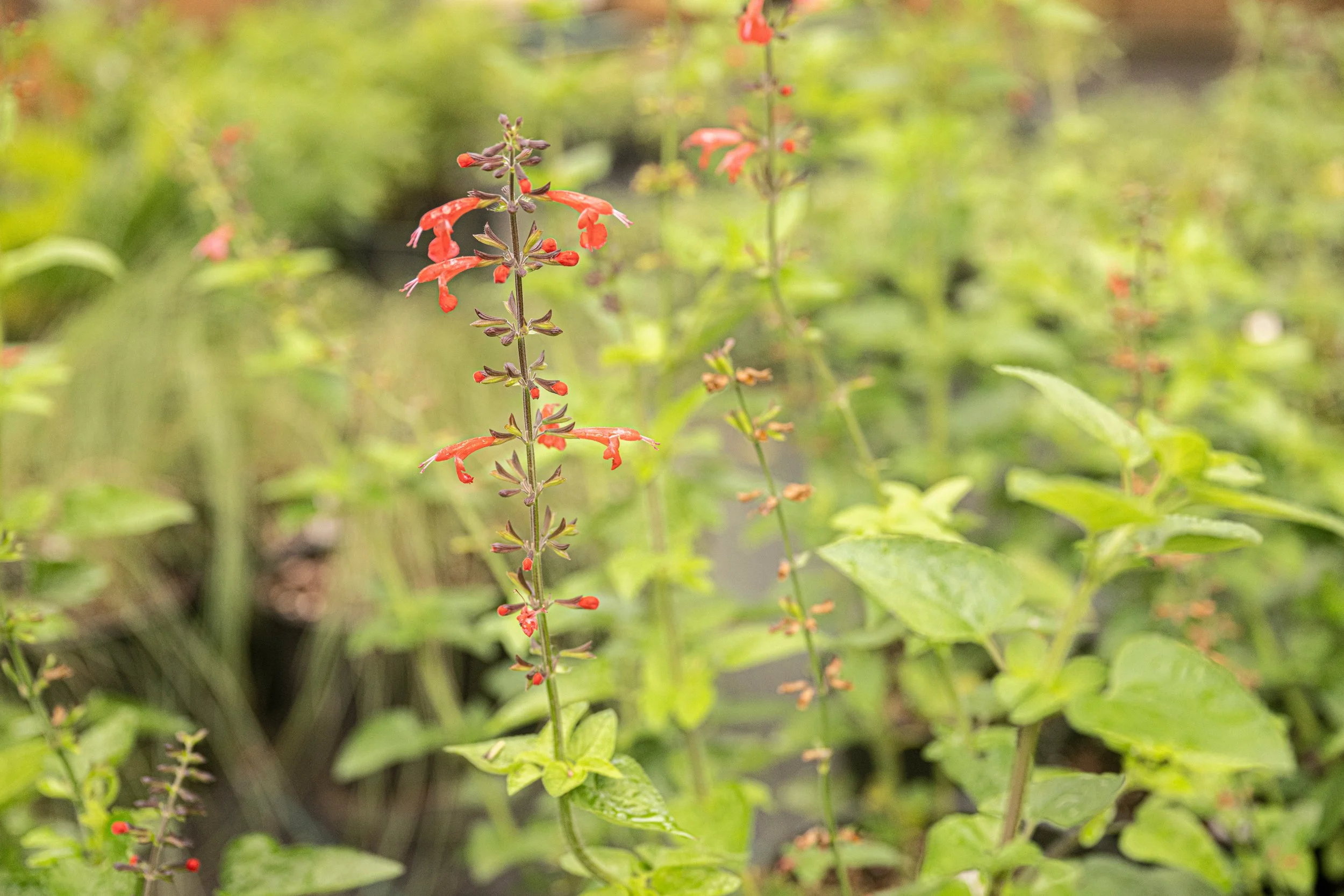 Tropical Sage (Salvia coccinea)