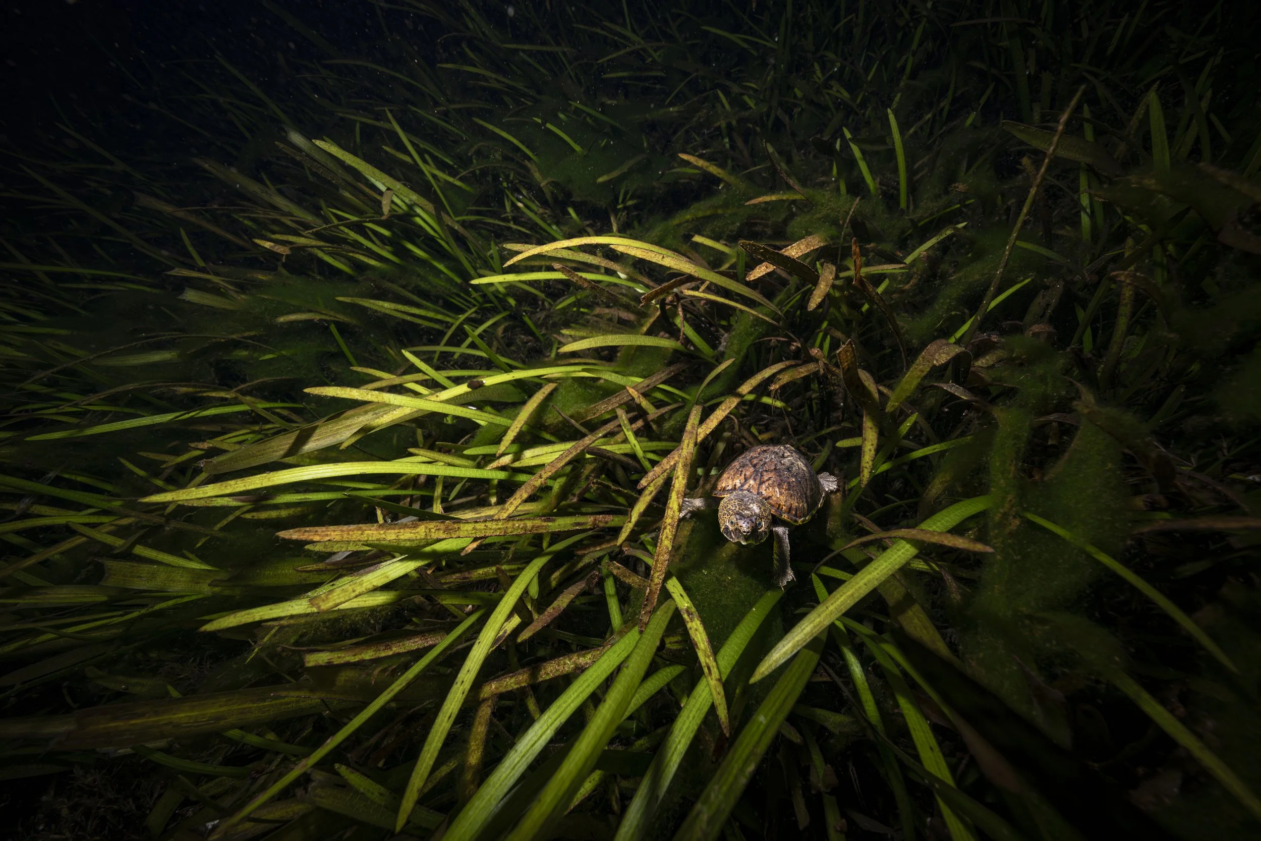 The Tiny Turtles Of The Eel Grass.JPG