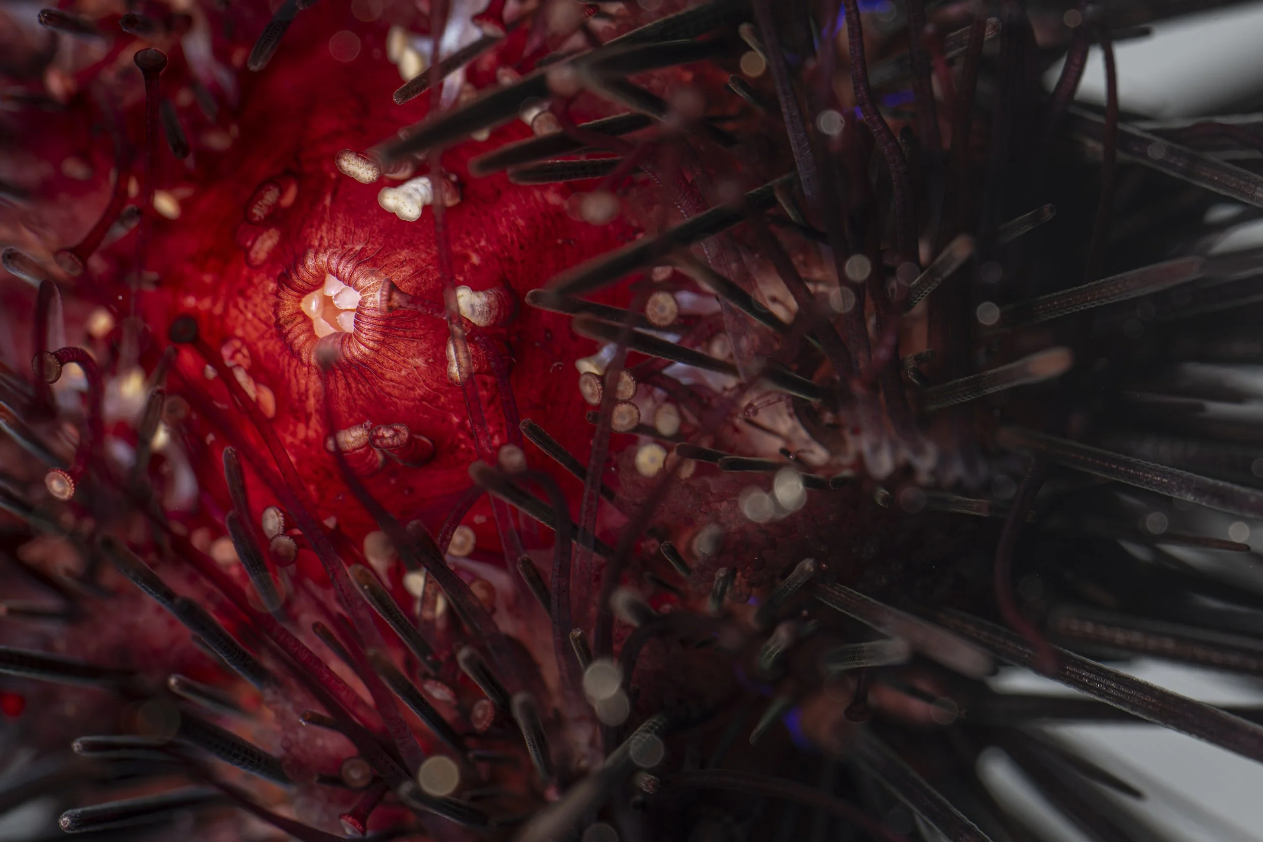 SeaUrchinLab__017.jpeg