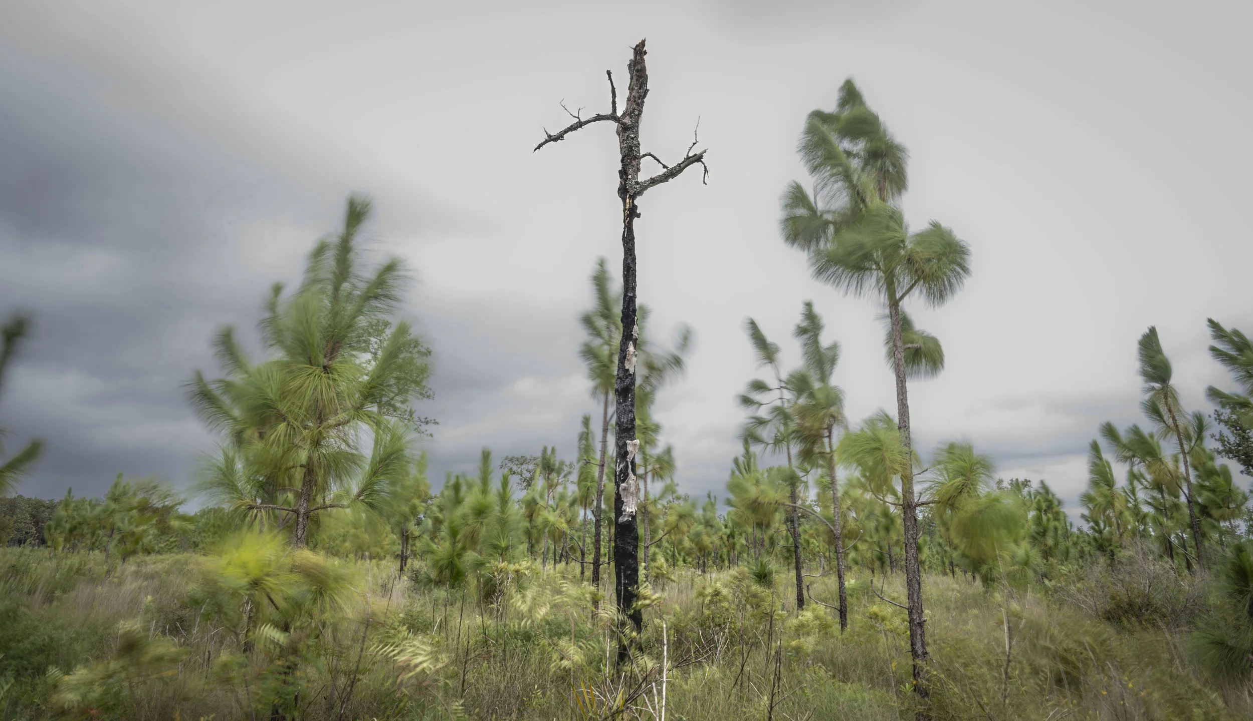The Ashes Of A Forest's Past.JPG