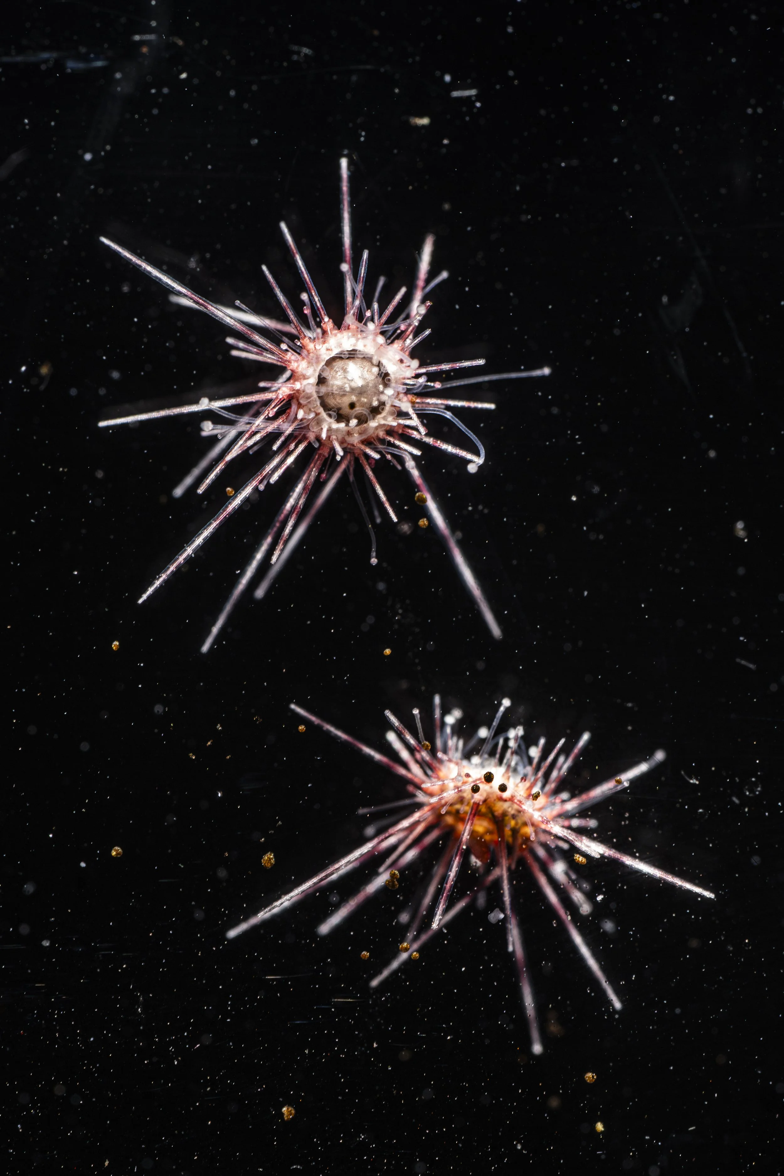 SeaUrchinLab__037.jpeg