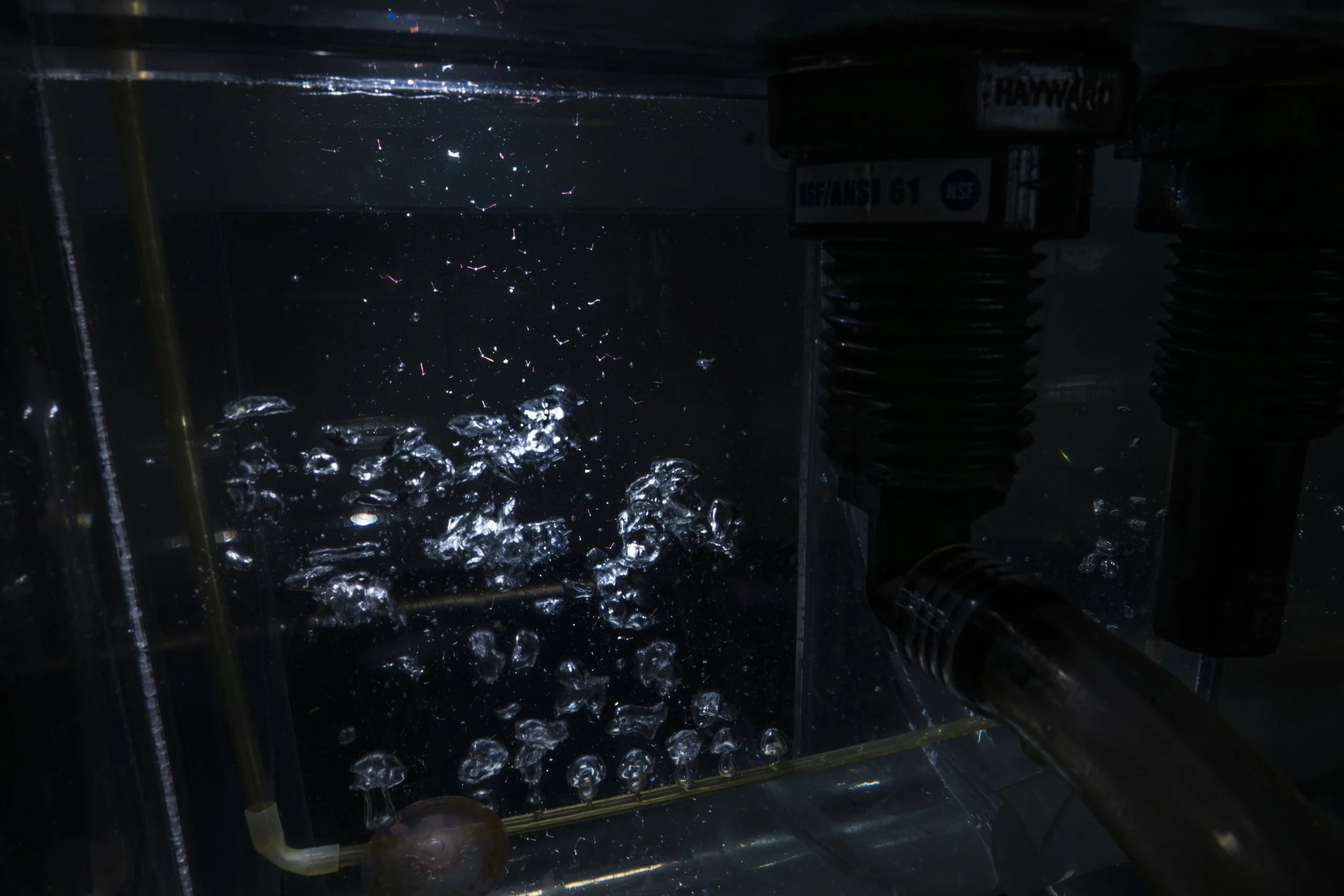 SeaUrchinLab__003.JPG